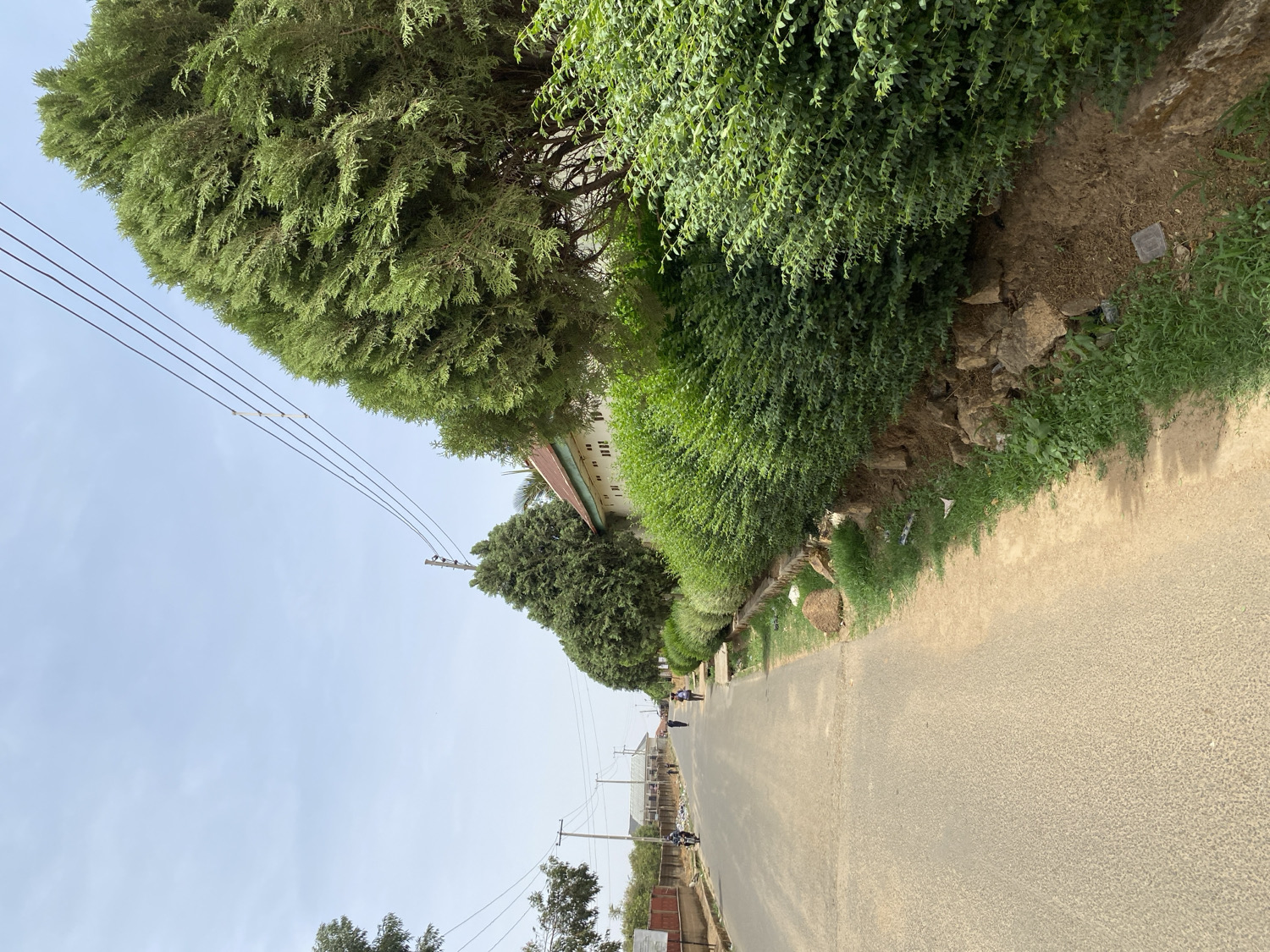 The image depicts a vibrant street scene in Jos, Nigeria, captured during what appears to be a clear, sunny day. The original photograph is rotated 90 degrees counter-clockwise.
A paved asphalt road forms the central element, extending into the distance with a gentle curve. On the right side, a dense array of lush green vegetation lines the street. Tall, coniferous-like trees with thick foliage stand prominently, accompanied by a long stretch of well-maintained green bushes and smaller plants along an earthen bank. Scattered rocks are visible along this bank, separating the road from the deeper foliage.
Several individuals are visible along the road in the mid-ground and background. One person appears to be walking, while another figure further down may be on a motorcycle or scooter, indicating light traffic.
Overhead, a bright, clear blue sky dominates, with a few faint wisps of clouds. Multiple utility poles with power lines stretch across the frame, receding into the distance, suggesting electrical infrastructure serving the area. Partially obscured by the trees on the right, a building with a light-colored facade and a distinct reddish-brown roof can be seen. Other residential or commercial structures are faintly visible further along the road in the background.
The lighting suggests mid-day, with strong sunlight illuminating the road and foliage, casting some shadows from the bushes onto the asphalt. There is no visible text or identifiable logos in the image. The scene conveys a peaceful, everyday atmosphere in a green, semi-urban setting in Jos.