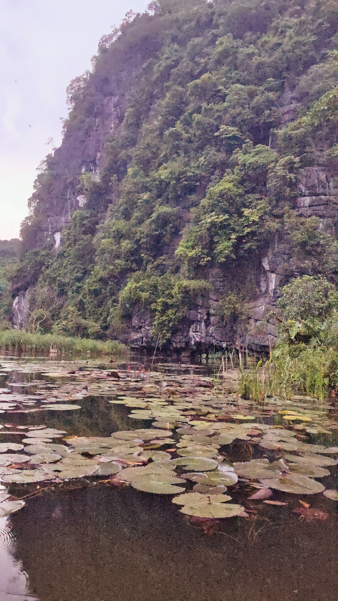The image shows a serene natural landscape with a large, vegetated cliff face towering over a body of water. The water is covered with numerous lily pads, some of which appear to be in bloom with small pink flowers. Reeds and other aquatic plants line the edges of the water. The cliff is steep and rocky, with dense green foliage clinging to its surface. The sky above is overcast, suggesting it might be early morning or late afternoon. The scene evokes a sense of tranquility and natural beauty, typical of the karst landscapes found in areas like Nam Hoa Lư Ward, Vietnam. No people or animals are visible in the image.