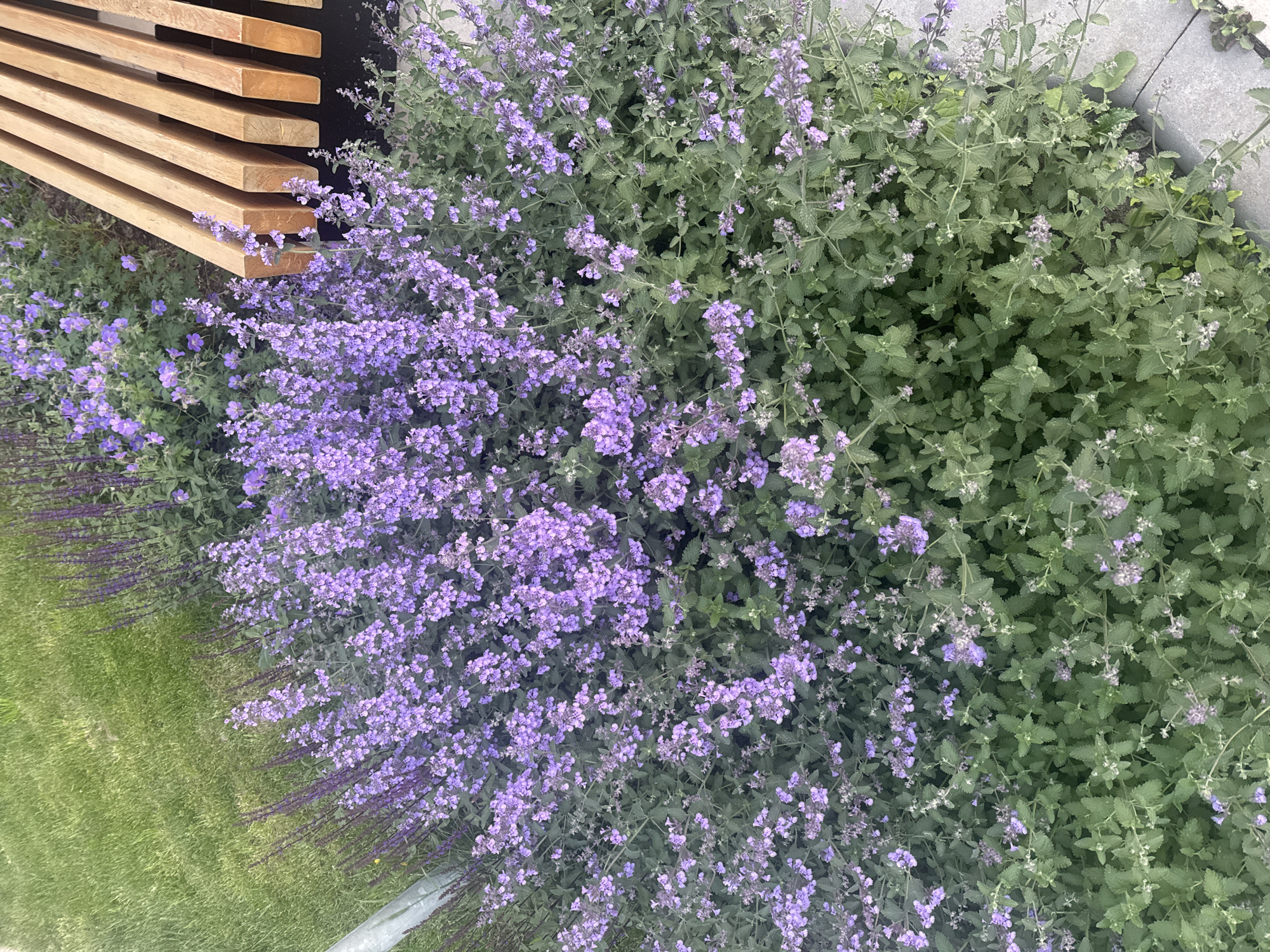 This image, captured in Moscow, Russia, presents a vibrant garden or landscaped area, predominantly featuring lush purple flowering plants alongside modern hardscaping elements. The main subject is a large bed of flowering plants, characterized by numerous small, light purple blossoms clustered amongst abundant green foliage. These appear to be catmint (Nepeta) due to their distinctive flower and leaf structure. Adjacent to and interwoven with these are some plants with darker, spikier purple flowers, reminiscent of Salvia or lavender, particularly noticeable towards the left side of the image.
In the upper left portion of the frame, a modern wooden bench or planter is visible. It consists of several light-colored, smooth wooden slats stacked horizontally, creating a contemporary design. Some of the purple flowers gently cascade over and around this wooden structure. To the left, a neatly manicured green lawn is visible, providing a contrasting backdrop to the dense foliage. Towards the right side and hinted at in the bottom right, grey paving stones are present, indicating a structured border or pathway within the landscape.
The scene depicts a peaceful outdoor setting with no human activity. The lighting suggests it is daytime, with ample natural light illuminating the plants and structures. There is no visible text in the image. The overall impression is one of a well-designed and tranquil urban green space.