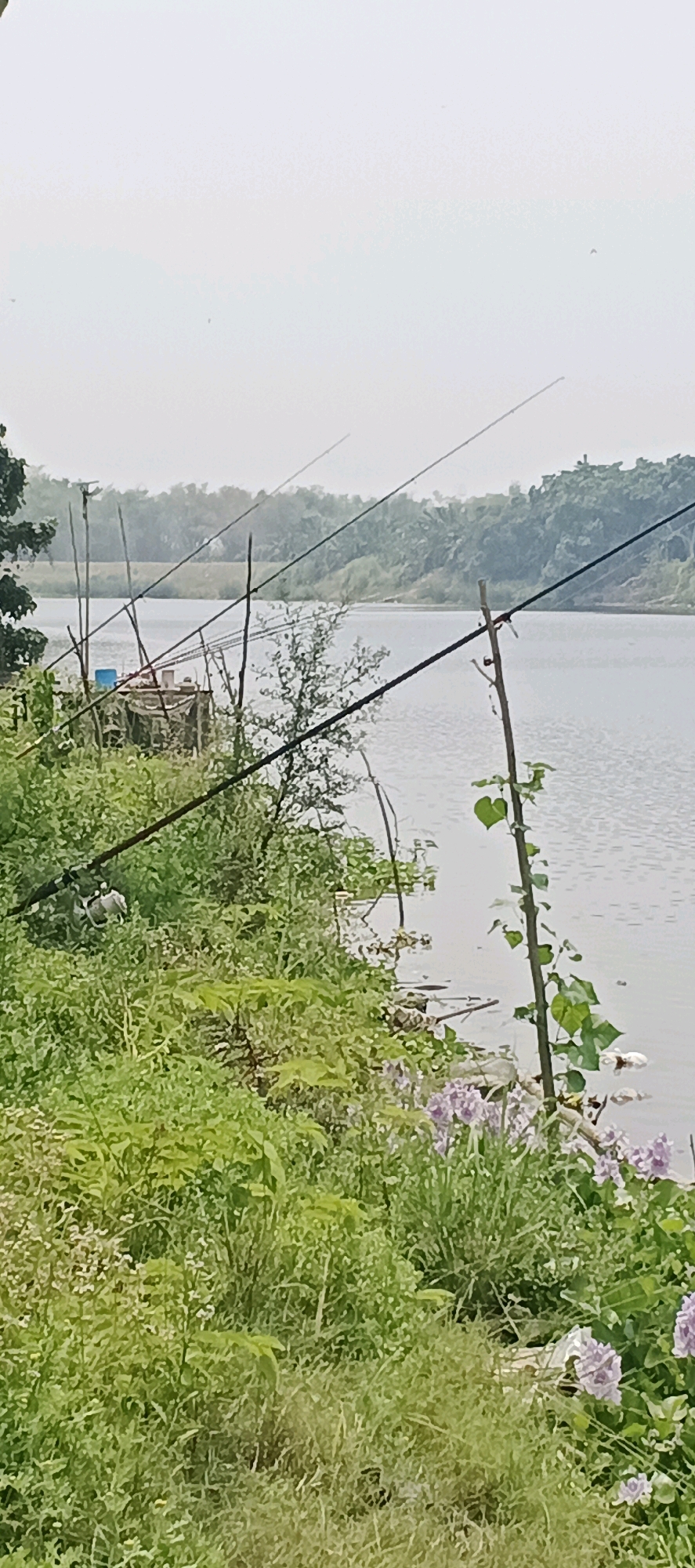 The image shows a body of water, likely a river or lake, in Laren, Indonesia. The shoreline is densely covered with green vegetation, including grass, bushes, and some flowering plants with purple blossoms. Several fishing rods are set up along the bank, some propped up by sticks. In the background, there is a simple wooden structure, possibly a small shelter or fishing hut, with blue containers visible. The opposite bank of the water is lined with trees. The sky is overcast. The scene appears to be a tranquil outdoor environment, indicative of a rural or natural setting within Laren.