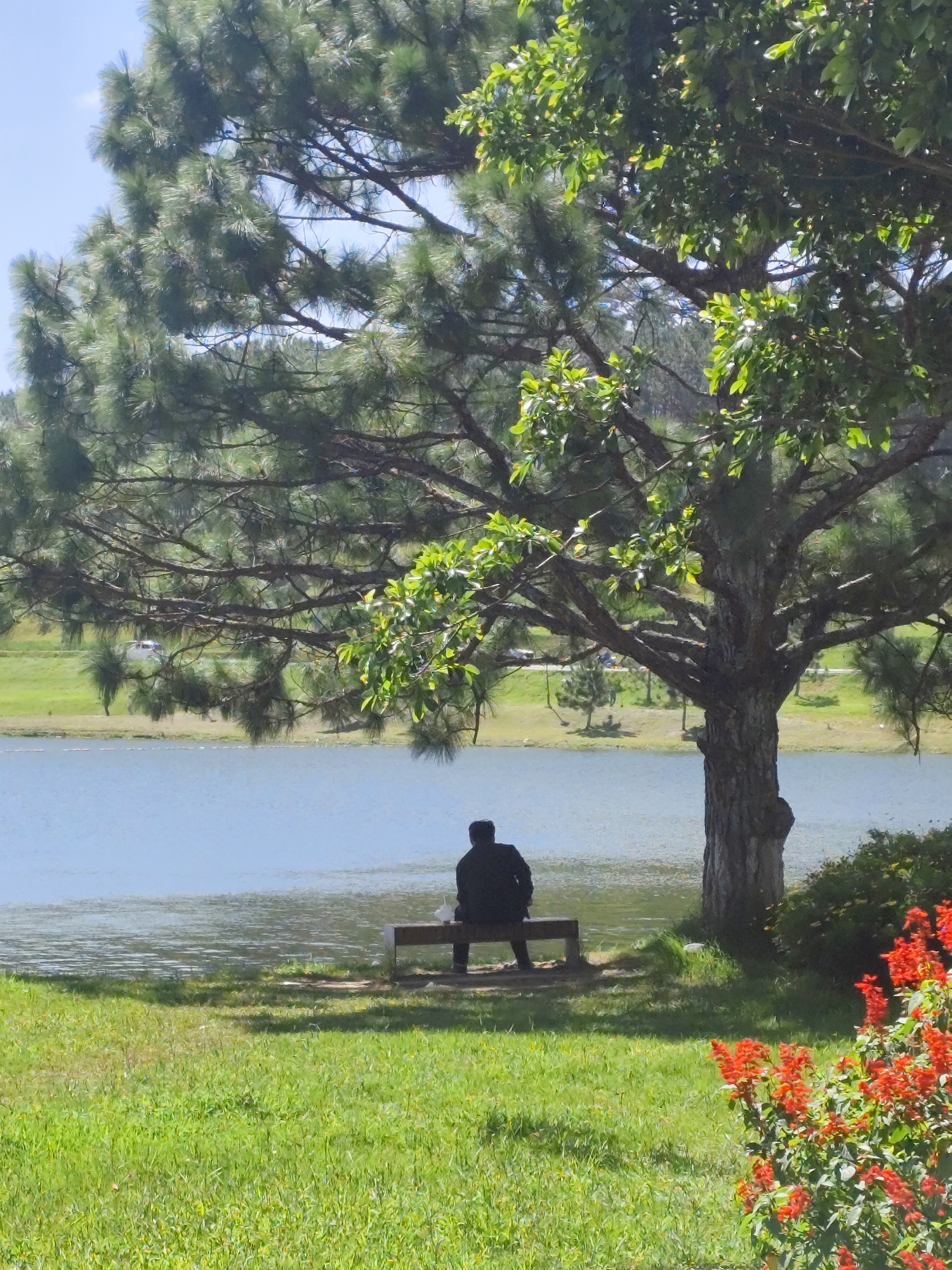 A lone figure, silhouetted in black, sits on a wooden bench facing a calm body of water. The bench is positioned on a grassy area beneath the shade of a large, mature pine tree. The tree's branches spread wide, with dense green needles and some lighter green foliage. In the foreground, to the right, a cluster of vibrant red flowers with green stems and leaves adds a splash of color. The water's surface reflects the light, creating a shimmering effect. In the distance, across the water, a gently sloping green lawn leads to a road with scattered trees and a parked car. The sky above is a pale blue with some wispy clouds. The scene appears to be a serene park setting, likely Xuân Hương Lake in Đà Lạt, Vietnam, known for its picturesque landscapes and recreational spaces.
