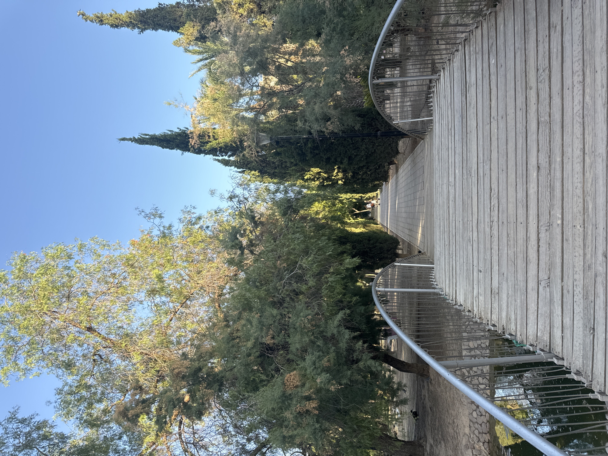 A wooden pedestrian bridge with metal railings arches over a narrow, dark body of water, leading towards a paved pathway lined with tall cypress trees and other foliage under a clear blue sky. The pathway recedes into the distance, where several people are visible walking. The scene appears to be set in a park in the city of Murcia, Spain, possibly the Jardín de Floridablanca, known for its mature trees and serene atmosphere. Sunlight casts a warm glow on the trees, highlighting their green and brown hues. The foreground is dominated by the bridge's weathered wooden planks and the metallic sheen of the railings. The overall impression is one of a peaceful, sun-drenched urban park.