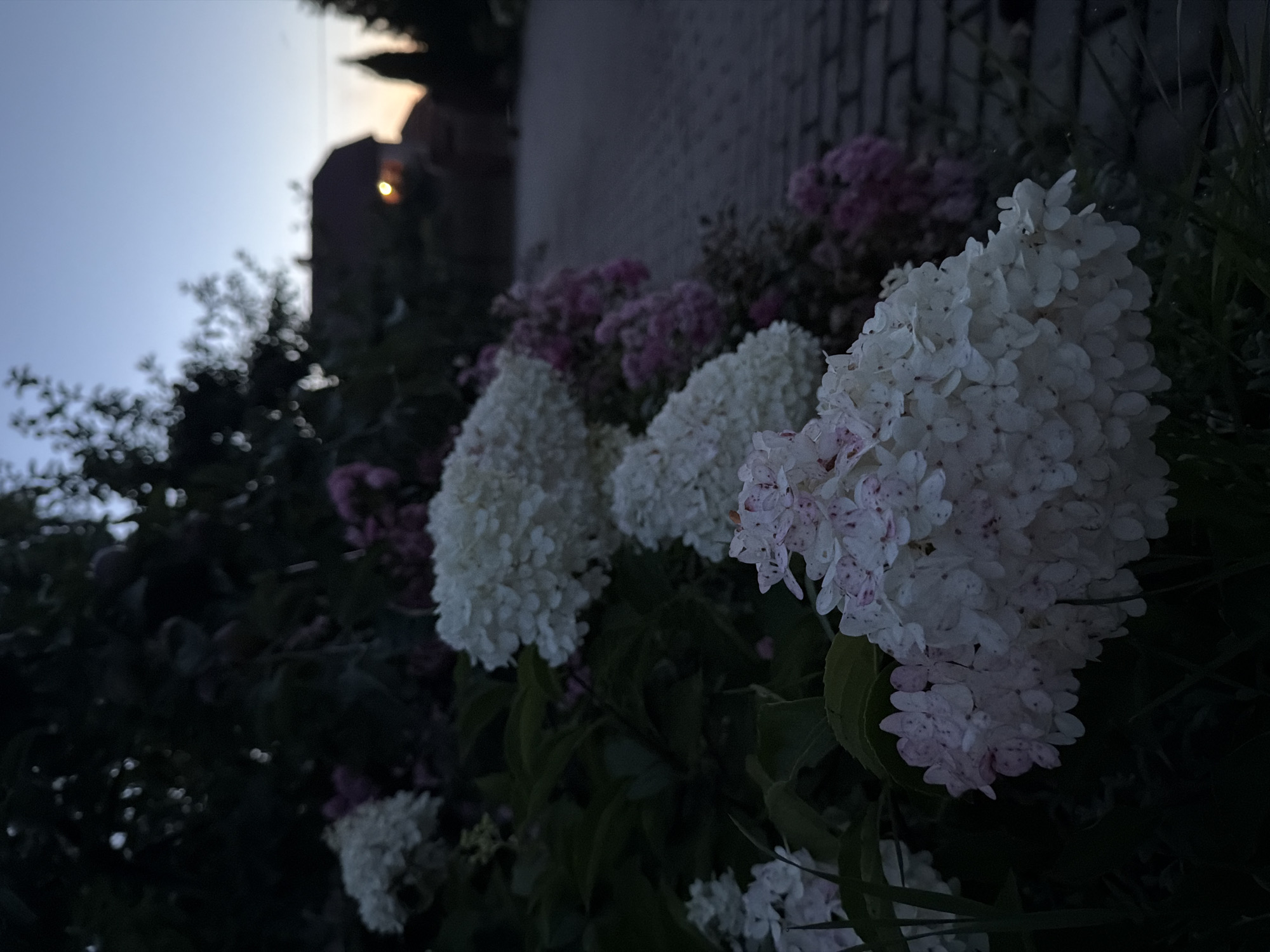 The image shows a close-up view of hydrangeas in the foreground, with a blurred background depicting a street with cobblestone paving. A house with a lit window is visible in the distance, silhouetted against the twilight sky. The hydrangeas are a mix of white and pink, with some appearing to be tinged with red. The scene is set at dusk, with the sky showing shades of blue and orange. The lighting is dim, suggesting that the photograph was taken in low-light conditions. The overall impression is one of a peaceful, residential street at the end of the day. There are no people visible in the image. The location is identified as Ladushkin, Russia.