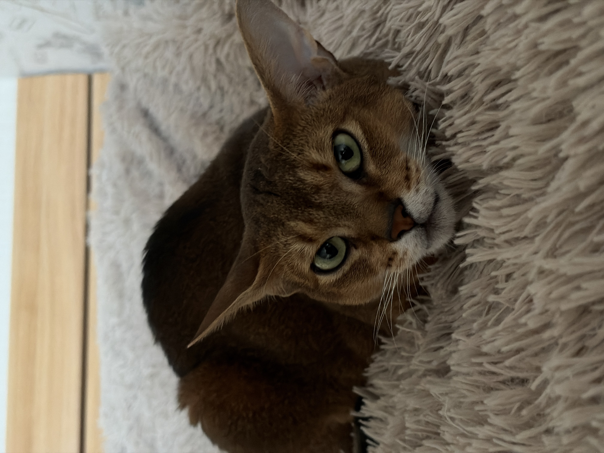 A close-up shot depicts a brown Abyssinian cat resting on a fluffy, beige, shag rug. The cat has green eyes and prominent ears, looking directly at the camera. A blurred background shows a wooden surface next to a white or light-colored object. The location in the city of Chaikovsky, Russia is not evident within the visual information of the image.