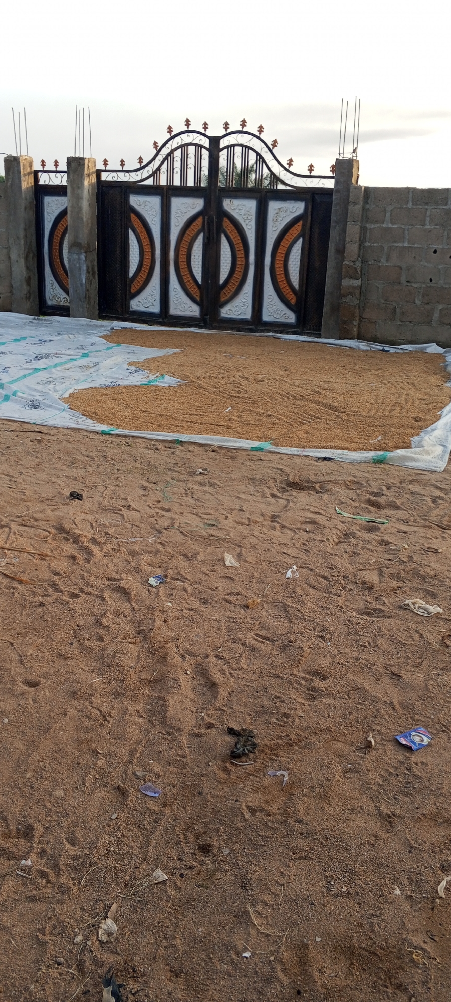The image shows an outdoor scene in Jalingo, Nigeria, featuring a large, ornate gate with decorative patterns. In front of the gate, a large white tarp is spread on the ground, covered with a mound of small, light-brown grains, possibly being dried in the sun. The ground in the foreground is sandy and appears somewhat littered with small pieces of debris, including plastic fragments and organic material. The sky is overcast and bright, suggesting it might be late afternoon or early morning. The overall impression is one of agricultural activity, likely post-harvest processing, taking place in a semi-urban or rural setting.