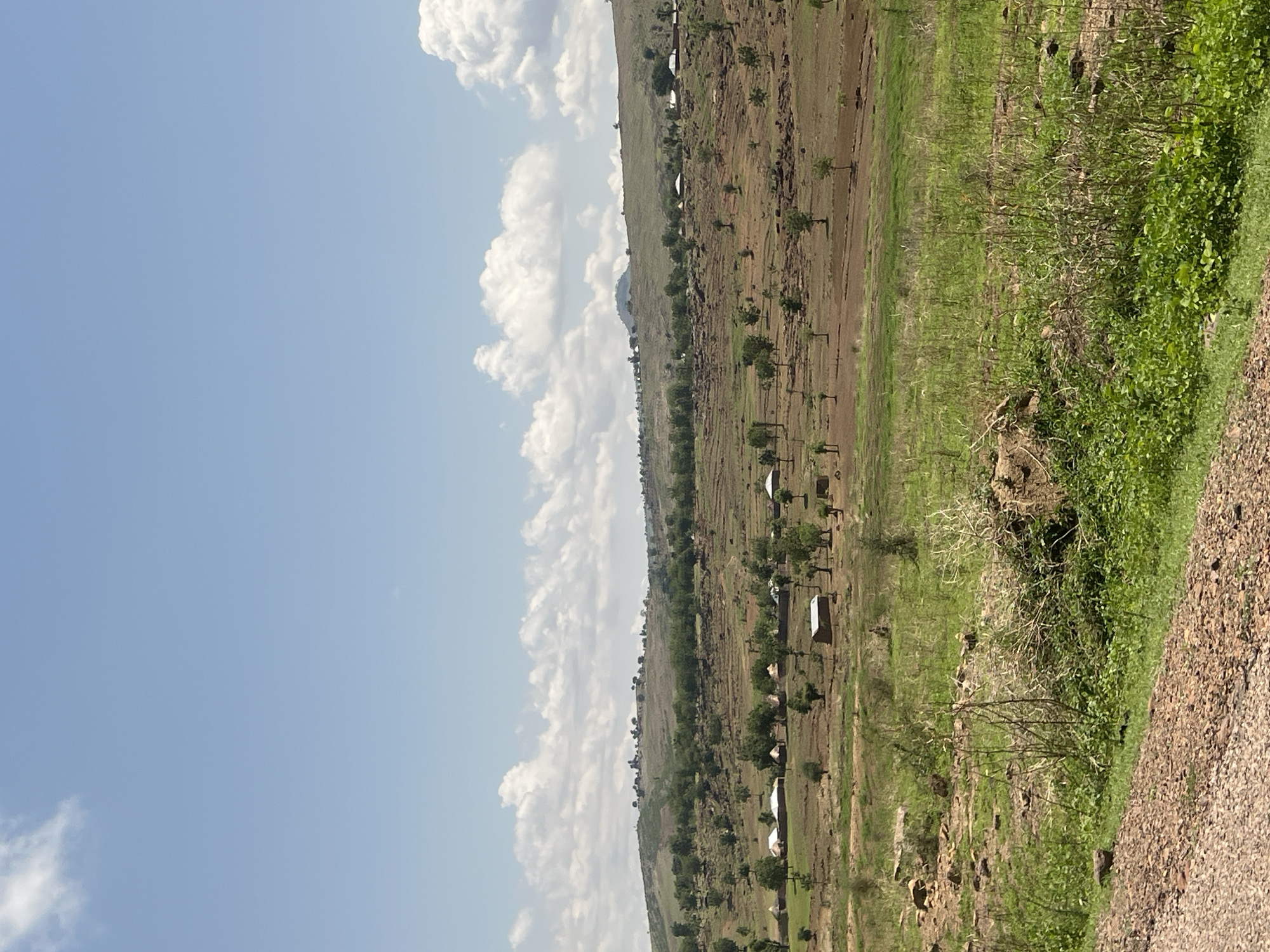 The image displays a panoramic view of a rural, hilly landscape located near Balanga, Nigeria, under a bright, partly cloudy sky. The upper third of the frame is occupied by a light blue sky with several scattered white cumulus clouds. The horizon is marked by a series of gently rolling hills covered with sparse green vegetation and numerous small trees. A distinct, darker, conical-shaped hill is visible in the distant center-right.
Throughout the midground and lower hills, multiple clusters of small dwellings are visible. These structures predominantly feature light-colored roofs and appear to be traditional huts, some circular and others rectangular. The land between these settlements consists of expansive areas of reddish-brown, tilled earth, indicative of cultivation, interspersed with patches of green foliage and individual trees. A single, distinct rectangular building with a darker roof is situated in the lower-midground.
The immediate foreground reveals a rough, unpaved road or track composed of reddish-brown gravel and soil, running diagonally across the bottom of the image. To the right of this track, there is a prominent patch of vibrant green grass and broad-leafed plants. To the left, the ground cover is sparser, featuring dry grasses and exposed rocks. No human figures or animals are present in the scene, and no specific actions or interactions are depicted. The overall environment suggests an agricultural or semi-arid rural setting.