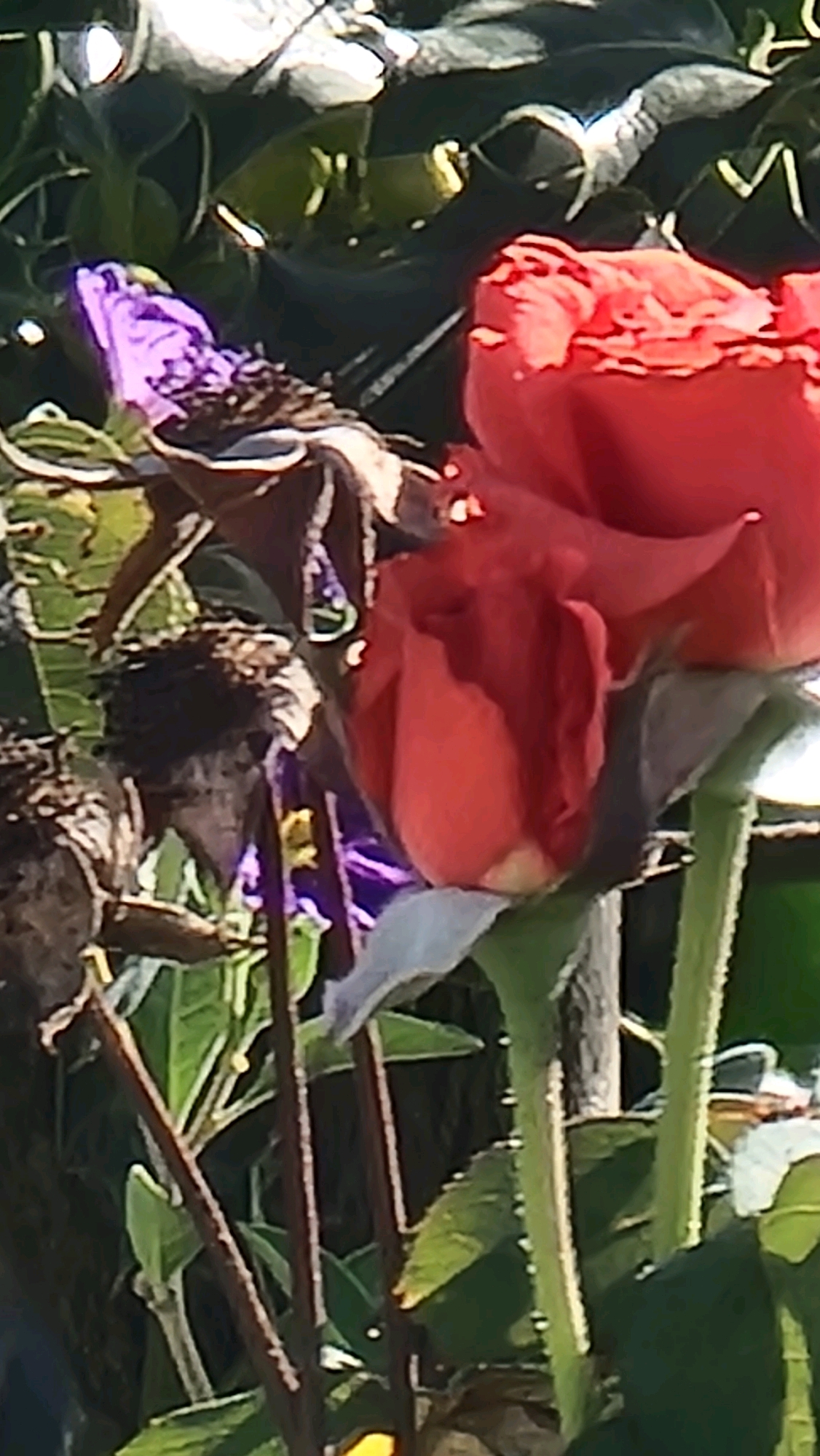 A close-up, vertical, outdoor shot captures a vibrant coral-red rose in the foreground, its petals tightly furled and showing subtle hints of orange. To the left, a purple flower bud, partially open, is visible, along with dried seed pods and thin, dark brown stems. The background consists of dark green foliage and hints of lighter green leaves, bathed in sunlight that creates bright highlights. The scene is set in a garden in Sant Joan les Fonts, Spain.