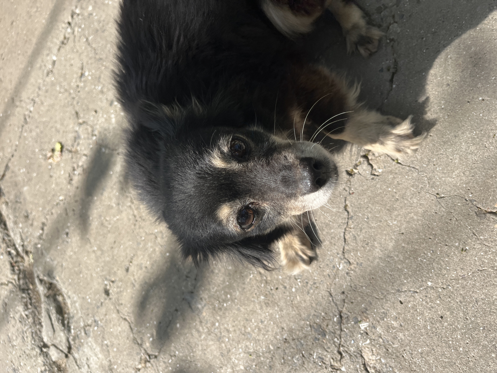 A medium shot captures a black and tan dog lying on a cracked concrete surface. The dog is positioned in the upper portion of the frame, looking directly at the camera with a slightly tilted head. Its fur is dark on its back and head, with lighter tan markings around its eyes, snout, and legs. The dog's eyes are dark and expressive, and long white whiskers extend from its snout. One of its front paws is visible, with light tan fur and dark nails.
The concrete ground is rough and shows distinct cracks, suggesting an outdoor environment. Patches of sunlight and shadow fall across the surface, indicating it's daytime, likely with clear or partly cloudy weather. The shadows are sharp, suggesting the sun is not directly overhead. There are small specks of debris scattered on the concrete.
The image appears to have been taken from a high angle, looking down at the dog. The focus is primarily on the dog's face and upper body, with the background of the concrete surface slightly out of focus. No text is visible in the image. The setting is likely a street, courtyard, or paved area in Bohunove, Ukraine, given the provided location context. The dog's expression could be interpreted as curious or expectant.