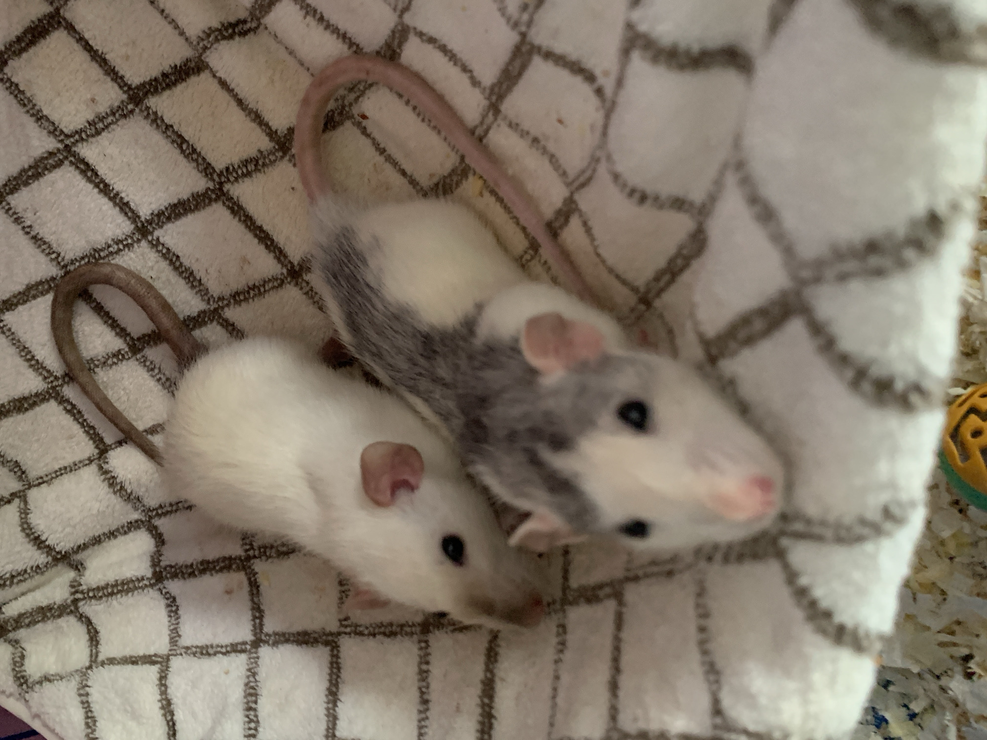 The image shows two rats lying on a white and grey checkered cloth. One rat is completely white while the other has grey markings. Both rats have pink ears, pink noses, and long tails. To the bottom right of the image is a blurry object of green and orange. The background is blurry, but appears to be bedding. The city is unknown, and the location is unknown.