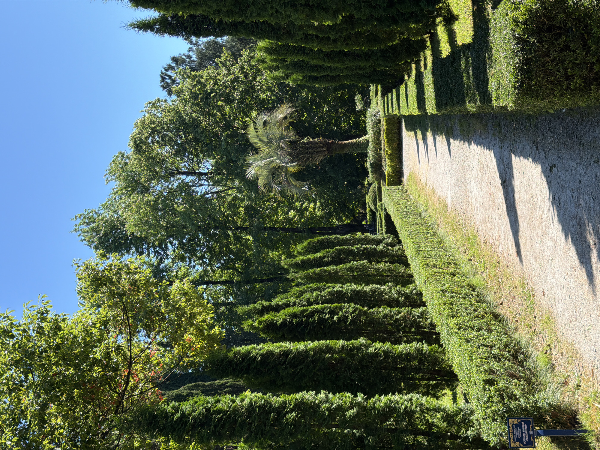 This is a vertical, eye-level, medium shot of a path winding through a manicured garden. The path is made of light-colored gravel and is bordered by meticulously trimmed green hedges on both sides. Tall, conical cypress trees line the left side of the path, creating a formal, symmetrical appearance. On the right, a line of similar cypress trees casts long shadows across the path and the adjacent lawn. In the background, a variety of lush green trees with dense foliage form a natural backdrop under a clear, bright blue sky. In the center of the garden, slightly off to the right of the path, a solitary palm tree stands with its fronds fanned out. The overall scene suggests a well-maintained public garden or park, possibly within the city of Sirius, Russia, given the context. There are no people visible in the immediate foreground or mid-ground, but there appear to be a few distant figures or benches in the background on the far left. A small blue sign with text in a foreign language is visible near the bottom left corner of the image, placed next to the hedge.