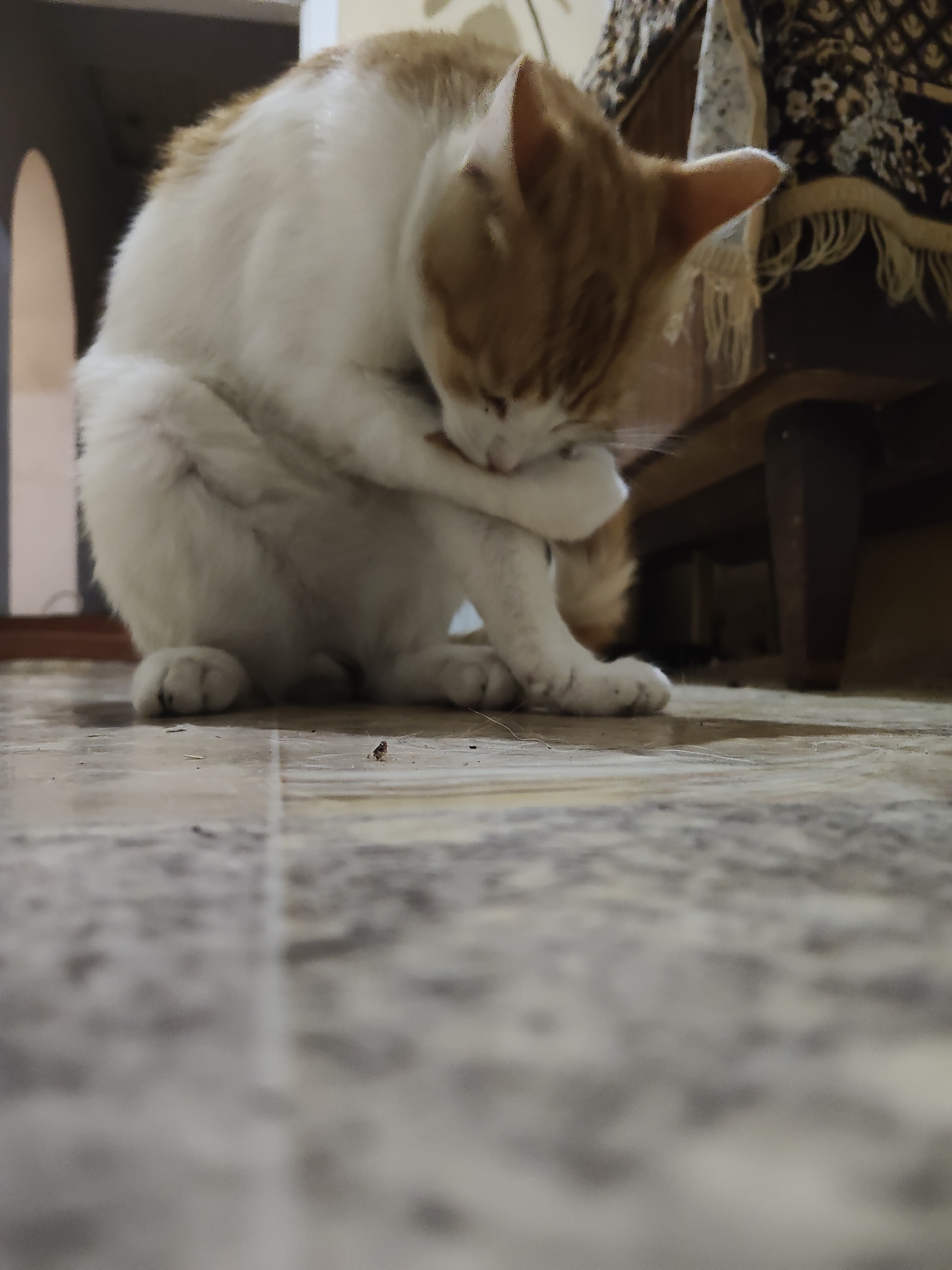 The image depicts an orange and white cat grooming itself on a tiled floor, indoors. The cat is curled up, with its head bowed and one paw touching its face. The background includes furniture with a patterned fabric, suggesting a domestic setting. The floor tiles are light-colored with darker grout lines, and there are a few specks of debris visible. The lighting appears to be artificial. The location is specified as Ucrainca, Moldova.