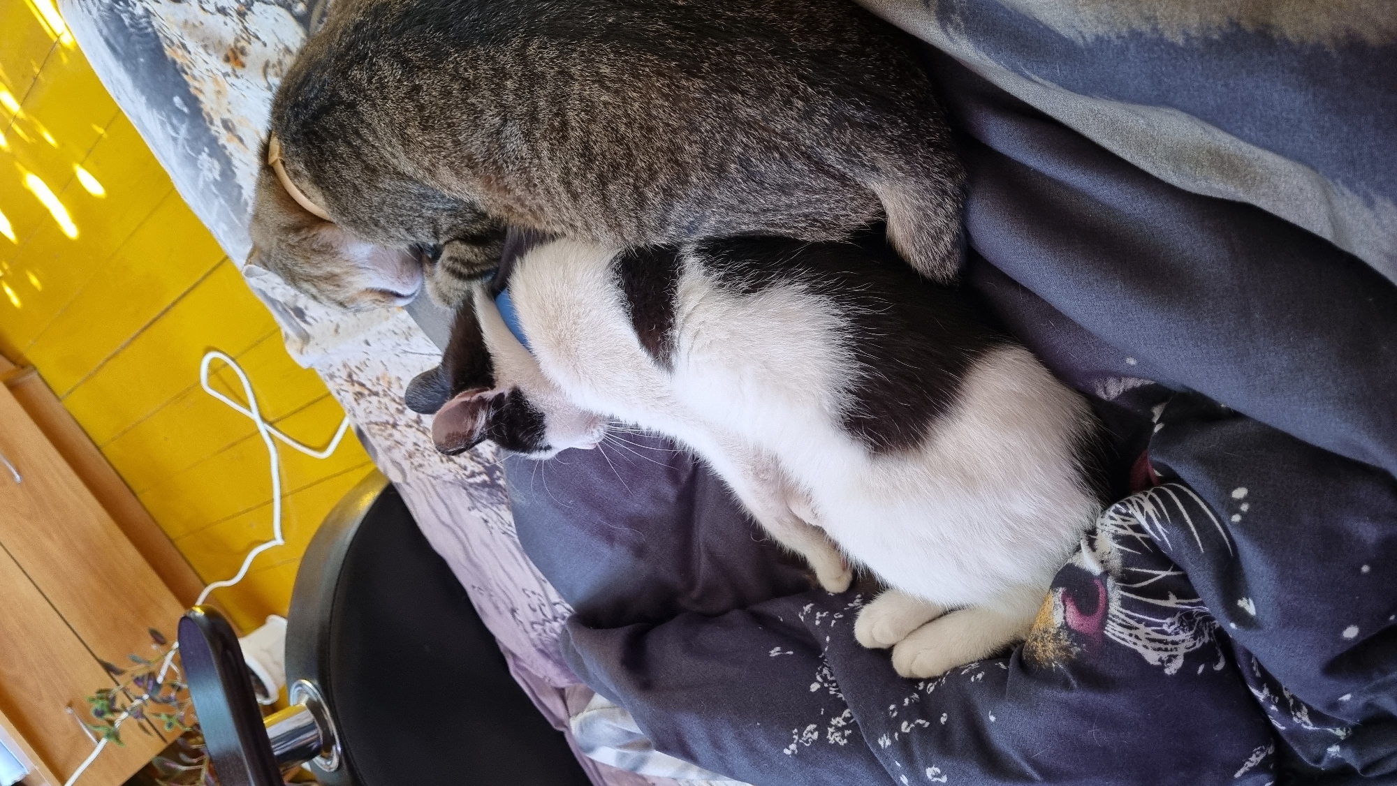 Two cats are sleeping on a bed covered with a dark blue duvet. The cat in the foreground is black and white, with its body curled up and paws tucked in. The second cat, a tabby, is lying behind the first cat, with its head resting on the first cat's back. The room appears to be a bedroom, with a wooden floor and yellow walls visible in the background. Sunlight is streaming through a window, casting shadows on the floor. The overall impression is one of domestic tranquility.