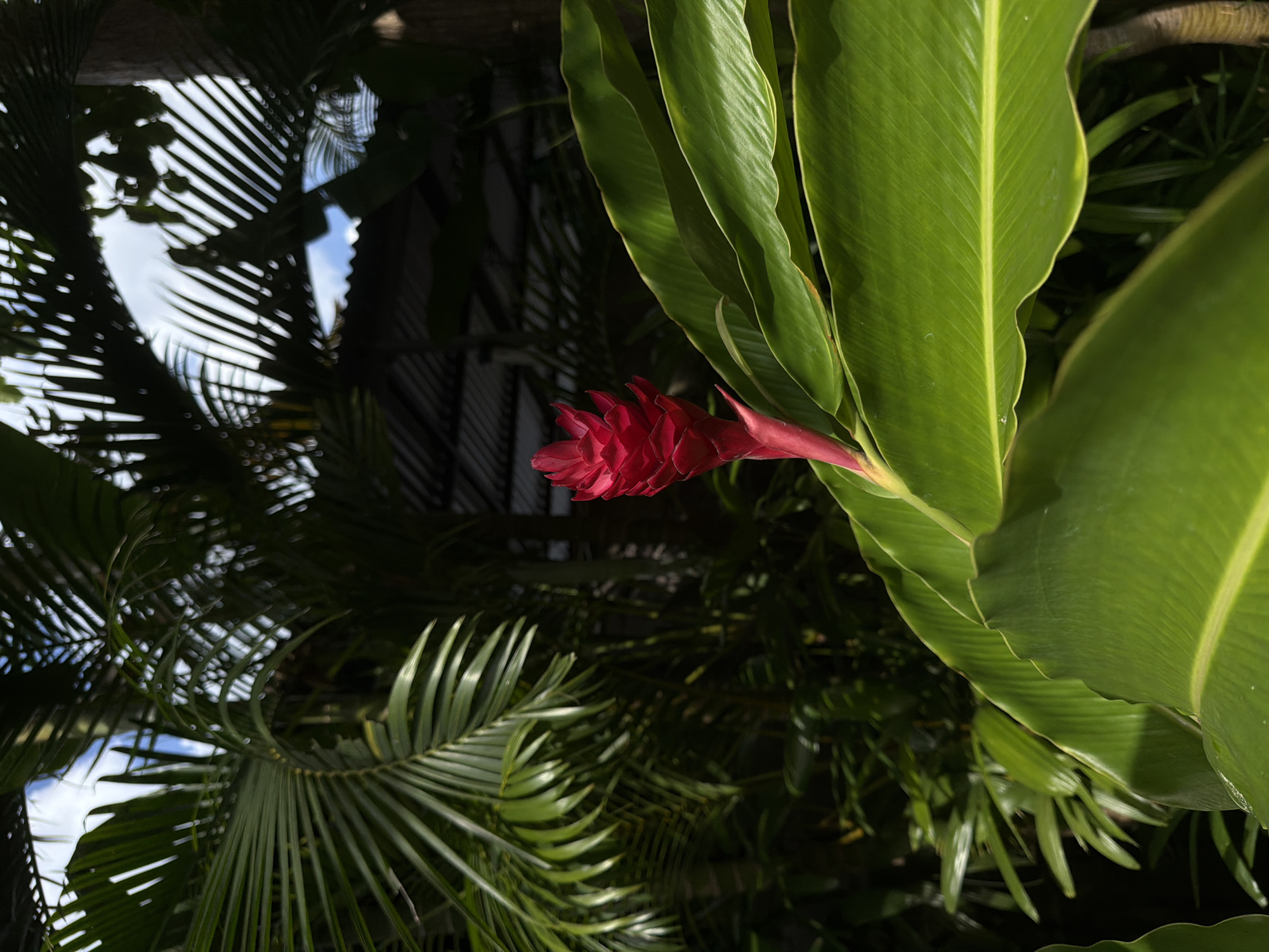 This image shows a vibrant red ginger flower (Alpinia purpurata) with lush green leaves. The flower is in focus, showcasing its textured, layered bracts. The leaves are broad, smooth, and display prominent veins. Palm fronds are visible in the background, adding to the tropical atmosphere. The sky can be glimpsed through the fronds. Based on the presence of ginger flowers and palm trees, it's likely the photo was taken in a tropical location, specifically North Kuta, Indonesia. The image presents a close-up view of tropical foliage, emphasizing the vivid colors and textures.