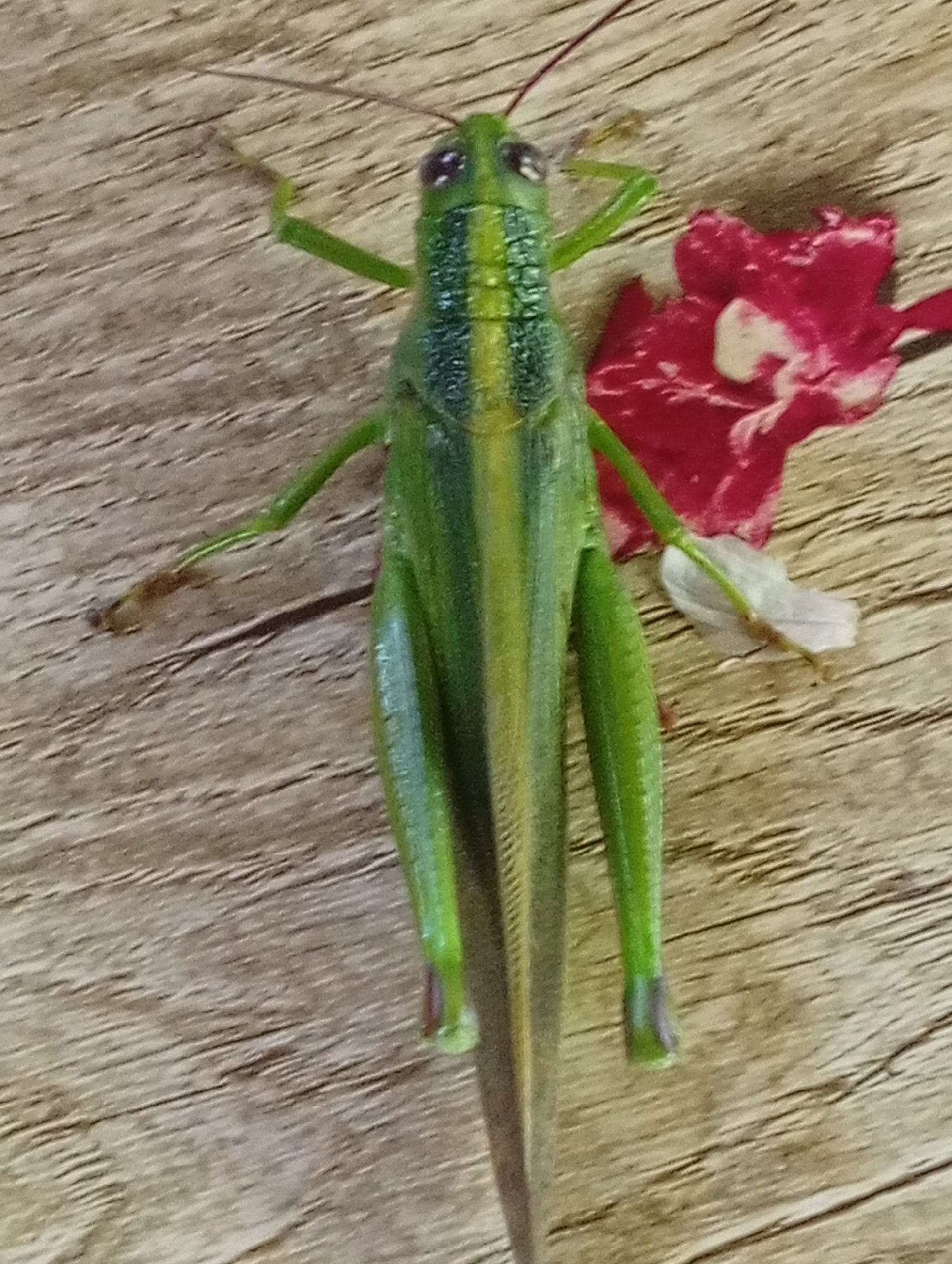 A bright green grasshopper with a yellow stripe down its back is positioned in the center of the frame, lying on a wooden surface. Its antennae extend upwards and to the left. To the upper right of the grasshopper, a portion of a bright red flower is visible, with a small white petal also present. The wooden surface appears to be a plank with a visible grain. The image does not contain any information about the city of Carmen, Philippines.