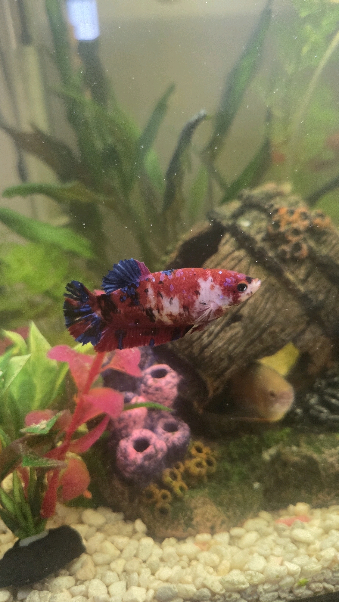 A koi betta fish swims in an aquarium. The fish has red, white, and black markings with blue fins. The aquarium contains green and red plastic plants, as well as a decorative rock structure and gravel substrate. The image is taken from the side, slightly below the fish.