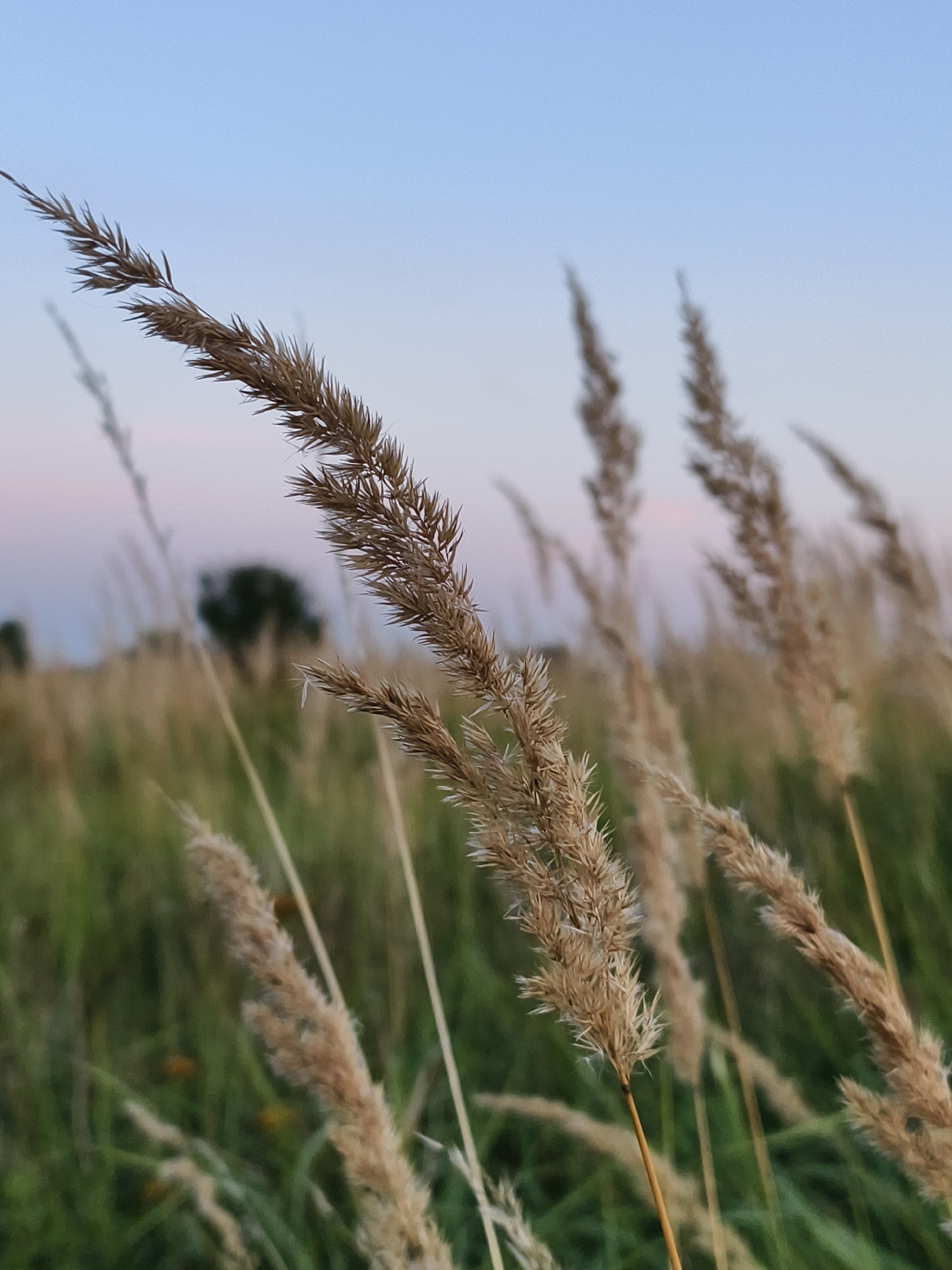 The image is a close-up, low-angle shot of dried grass stalks in a field. The foreground features a sharp focus on a single stalk of golden-brown grass, its feathery seed head prominent. Behind it, other grass stalks are visible, some in sharp focus and others blurred, creating a shallow depth of field. The background consists of green foliage, suggesting a meadow or natural area, with a faint hint of trees in the distance. The sky above is a soft gradient of pale blue and pink, indicative of dawn or dusk. There are no people or man-made objects identifiable in the scene. The location is described as the Wisła riverbank in Tczew, Poland, specifically near the old railway bridge.