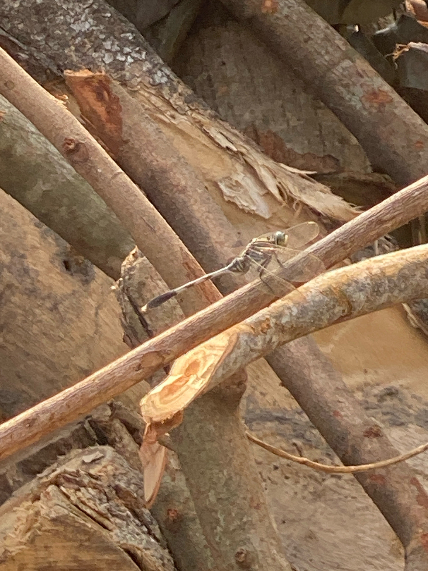 In Plosoklaten, Indonesia, a dragonfly is perched on a branch. The dragonfly has clear wings and a striped body. It is positioned on a thin, light-brown branch that runs diagonally across the image. Behind the dragonfly and the branch, there are several other branches and pieces of wood, some with rough, textured bark and others appearing smoother. The overall environment is natural, with a focus on the textures and colors of the wood.