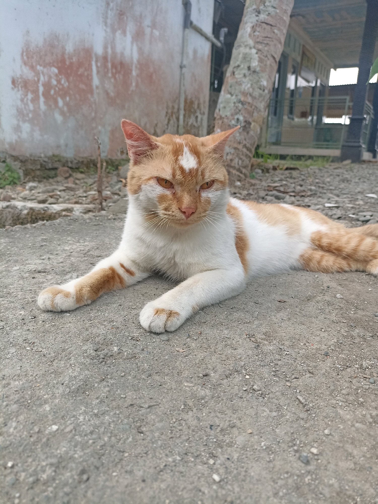 A domestic shorthair cat, predominantly white with orange tabby markings, is lying down on a concrete surface. The cat is positioned facing the viewer, with its head slightly turned to the right and its eyes partially closed. Its front paws are extended forward, resting on the concrete. The background features a weathered, light-colored wall with reddish-brown stains, a tall, rough-barked tree trunk, and the blurred outline of a building with a corrugated roof. The ground is a mix of concrete and scattered debris. The overall scene suggests an outdoor setting in a residential or communal area. Kebagoran, Indonesia, is a neighborhood within the district of Pancoran in South Jakarta.