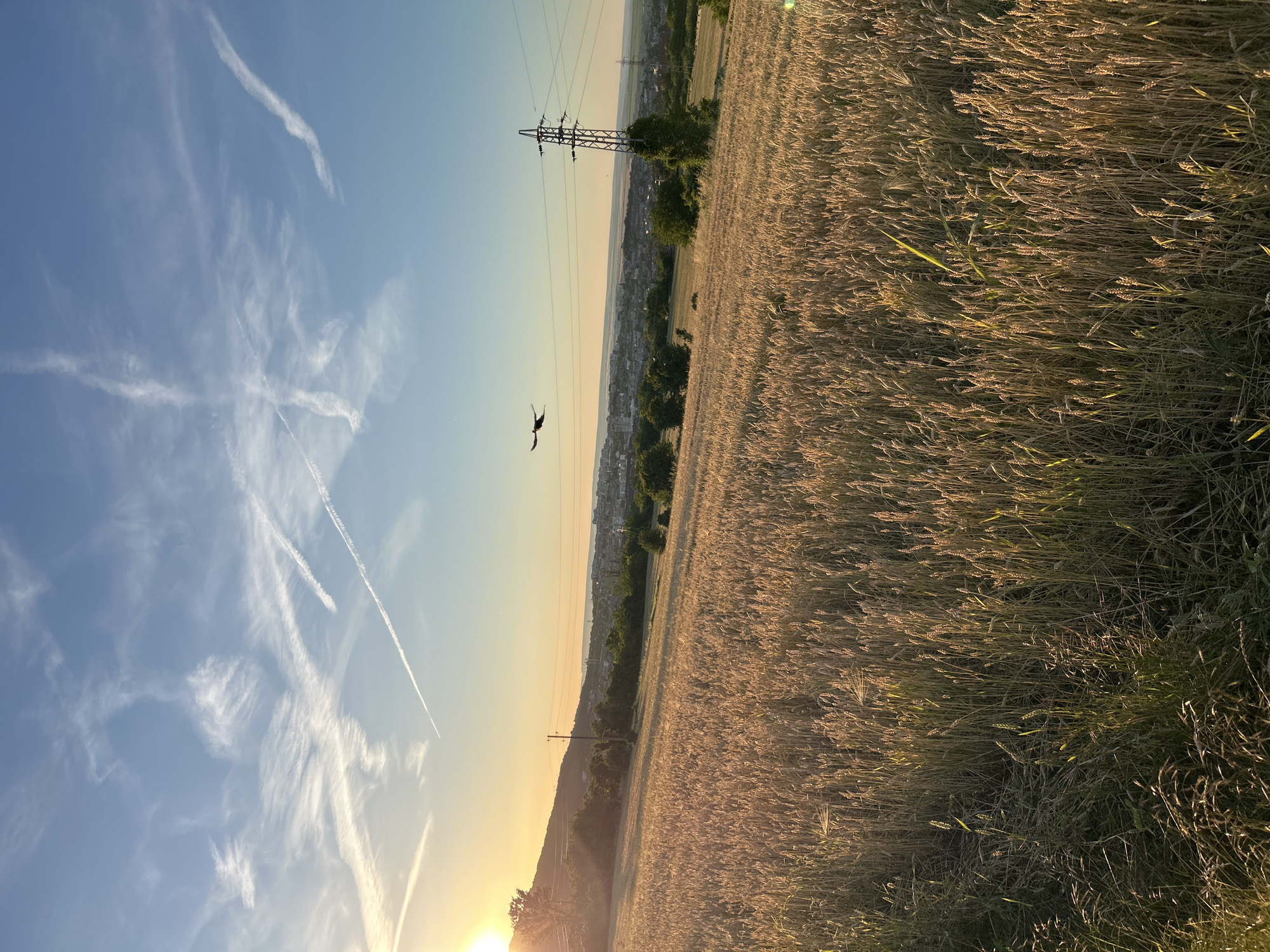 The image captures a scenic view of a wheat field in the foreground, bathed in the warm light of a sunset. The field is vast, with golden wheat stalks reaching towards the sky. In the middle ground, a town or city is visible, nestled in the distance. Trees dot the landscape, adding greenery to the scene. A prominent power line tower stands tall on the right side of the image, with power lines stretching across the frame. The sky is a clear blue, adorned with wispy white clouds and contrails from airplanes. A lone bird is seen in flight, adding a dynamic element to the composition. The sun is setting on the left side of the image, casting a golden hue over the entire landscape. The overall impression is one of tranquility and natural beauty.