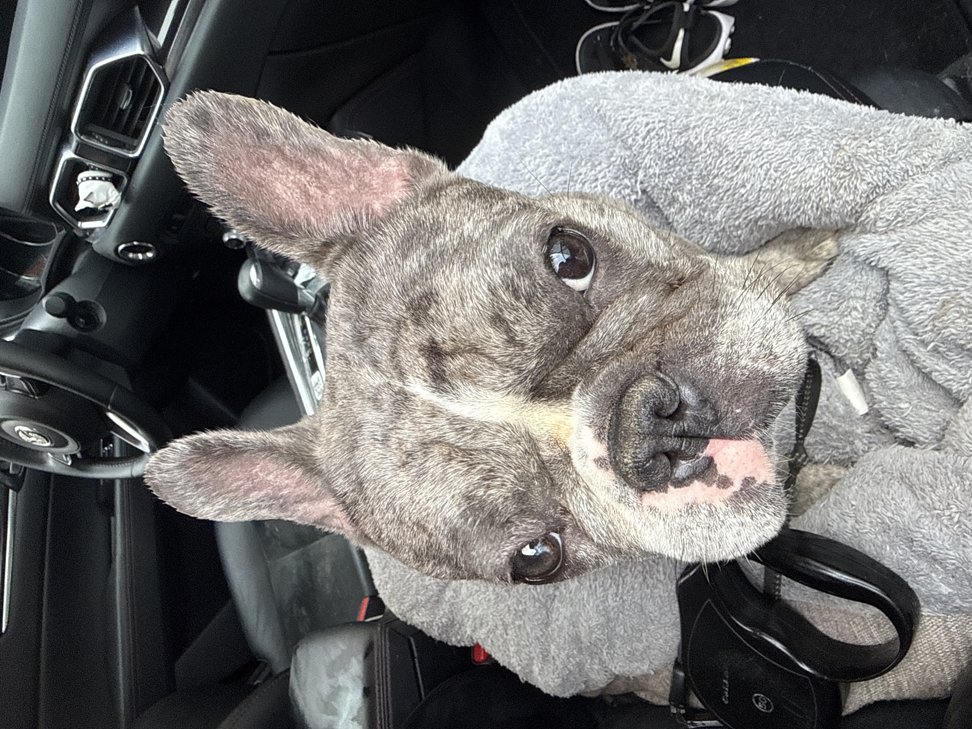 A brindle French bulldog is lying in the passenger seat of a car. The dog is wrapped in a gray blanket and has a black retractable leash next to it. The car's dashboard and steering wheel are visible in the background. The location is not discernible from the image.