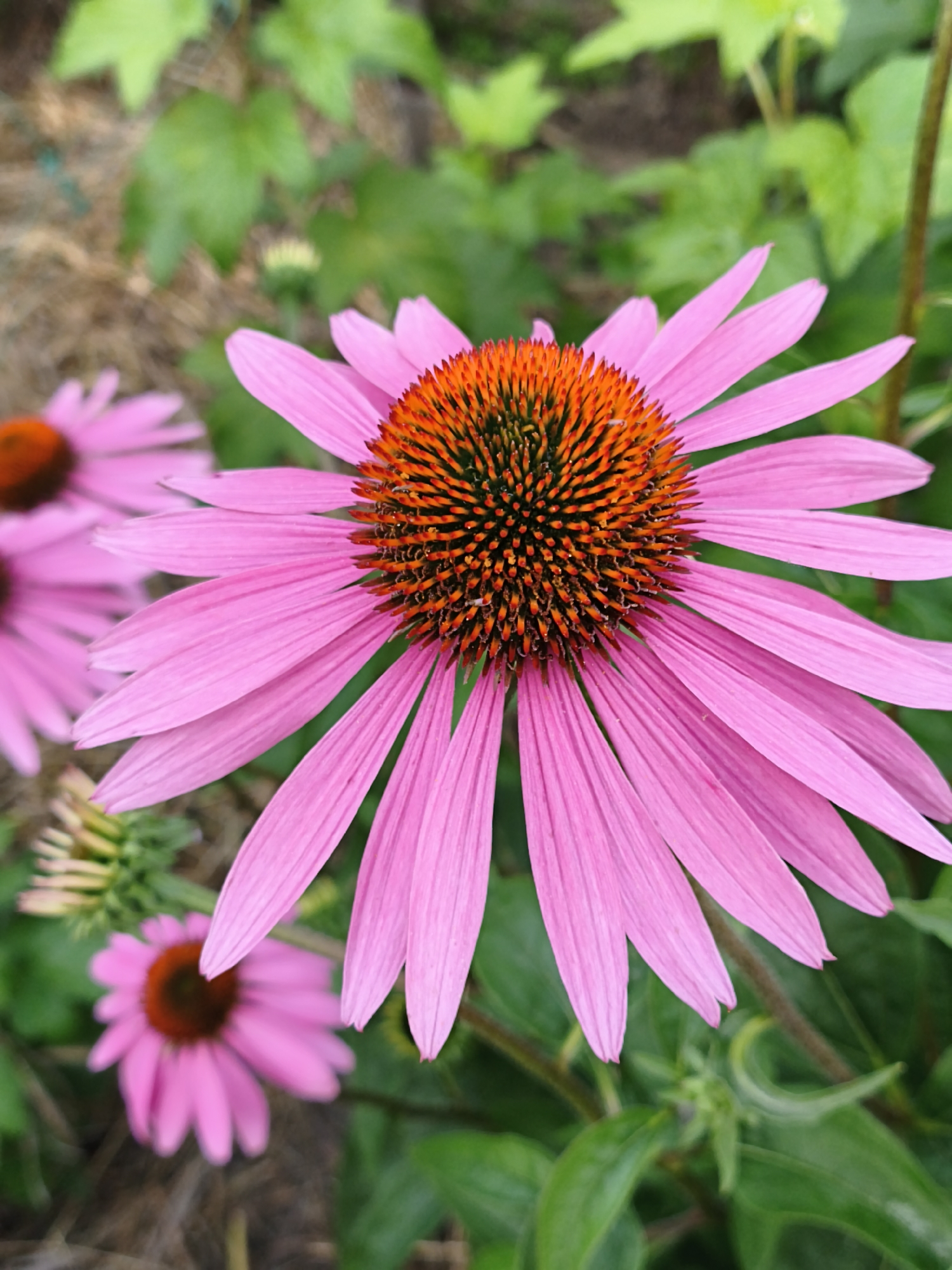 The image is a close-up, eye-level photograph of a pink coneflower, also known as Echinacea, in bloom. The flower is the primary subject, filling most of the frame. Its petals are a vibrant pink, radiating outwards from a prominent central cone that is a mix of dark orange and brown. The texture of the cone is spiky and densely packed. In the background, out-of-focus green foliage and hints of brown ground cover suggest an outdoor garden setting. The lighting appears natural, likely daylight, casting soft shadows and highlighting the flower's delicate details. There are no people or animals visible. The scene is static and peaceful, focusing entirely on the beauty of the flower. The location is identified as Prybytkouski village council, Belarus.
