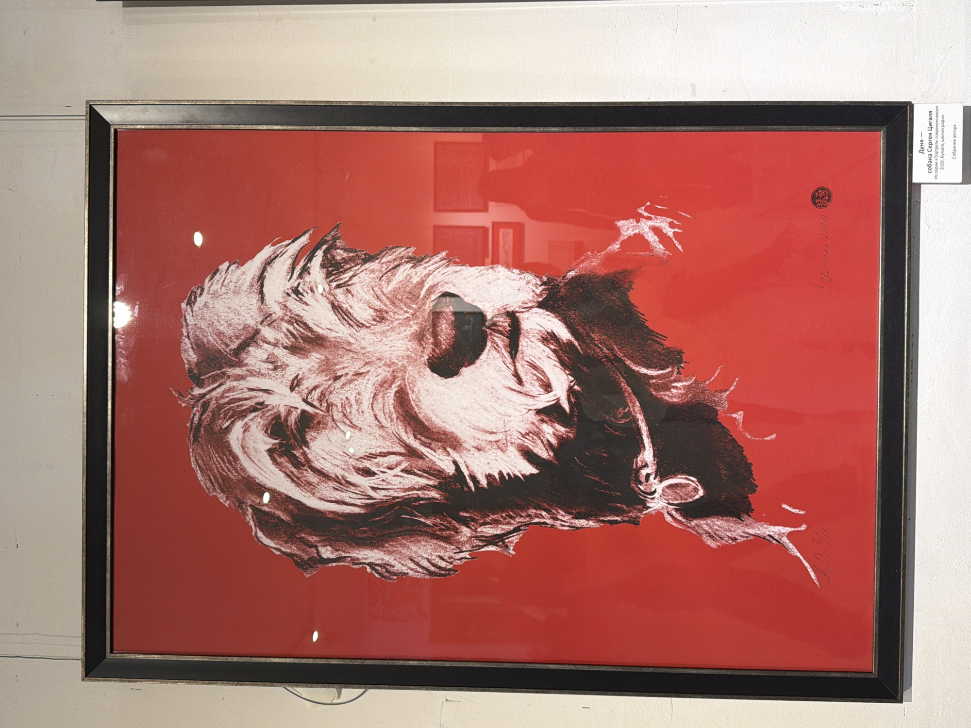 This is a photograph of a framed artwork with a bright red background. The artwork itself is a graphic illustration, primarily in black and white, depicting what appears to be a stylized, possibly abstract, representation of a dog's face or head. The illustration uses bold, energetic lines and shading to create a sense of movement and texture, suggesting fur or flowing hair. A dark, almost black, area occupies the right side of the illustration, contrasting with the white and light gray strokes used for the dog's features.
On the right side of the frame, a white label is attached, providing information about the artwork. The text on the label is in Russian and identifies the piece as "Дуня - собака Сергея Цигаля" (Dunja - Sergey Tsigal's dog). It also states that the artwork is part of the series "Portraits of Contemporaries" and was created in 2026 using paper and silkscreen printing. The label indicates that the artwork is from the author's collection.
To the left of the label, near the center of the artwork, a circular stamp or seal with Chinese characters is visible. Further to the left and slightly below the center, a handwritten inscription in what appears to be Cyrillic script is present.
The overall impression is that of a modern art piece, possibly a lithograph or silkscreen, presented in a gallery or exhibition setting, as suggested by the lighting and the display method. The red background makes the black and white illustration stand out prominently.