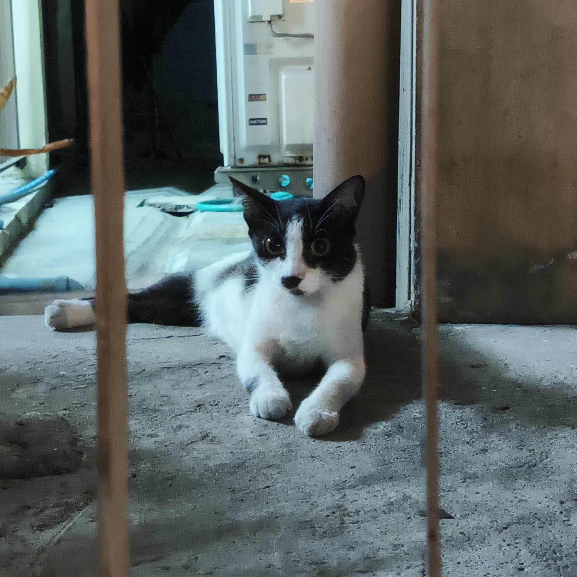 A black and white cat lies on the concrete floor, looking directly at the camera. The cat is positioned between the bars of a metal gate, which is slightly out of focus. Behind the cat, there's a partially visible structure with metallic doors and some blue objects, suggestive of an industrial or storage area. To the right, a large, featureless brown surface is seen. The scene appears to be outdoors, possibly in an alleyway or the edge of a building. Given the architectural details and potential outdoor environment, it is plausible that the photo was taken in Bangkok, Thailand, as requested. There are no people visible in the image.