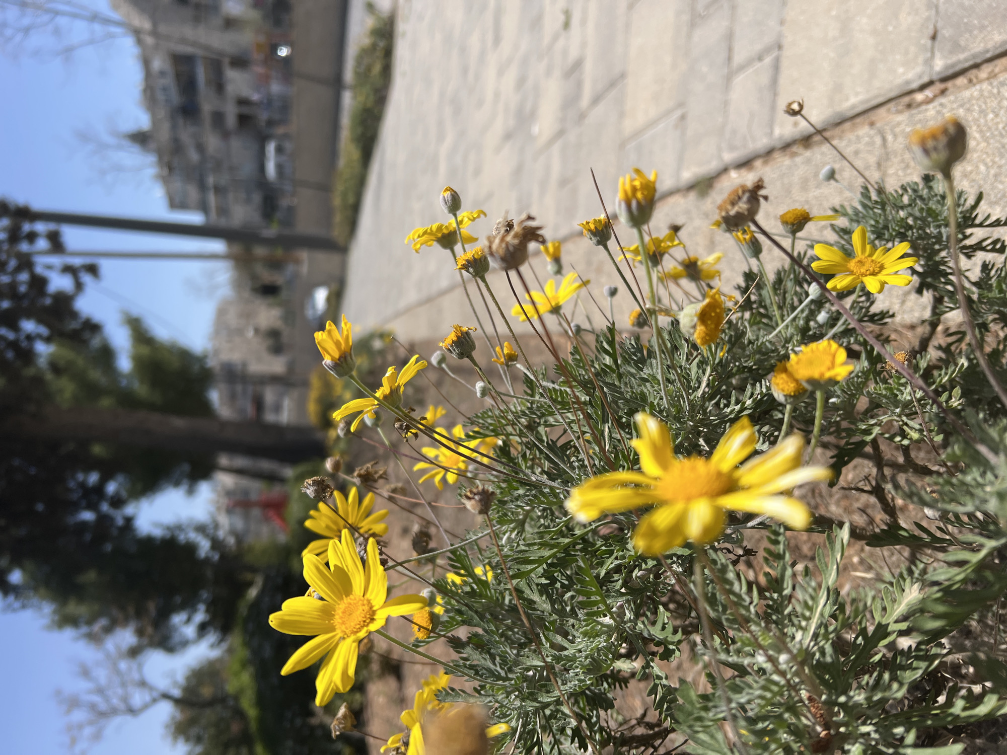 A close-up, slightly canted, outdoor shot focuses on a cluster of yellow daisy-like flowers with grayish-green foliage. The flowers are in various stages of bloom, some fully open with visible yellow centers and petals, others in bud or faded. The plants appear to be growing alongside a light-colored stone pathway or wall, which is partially visible in the background. Beyond the pathway, blurred elements suggest buildings, trees, and a blue sky, indicative of an urban or suburban setting. The general lighting and vibrant flower color suggest a sunny day. The location is Unknown, Unknown.