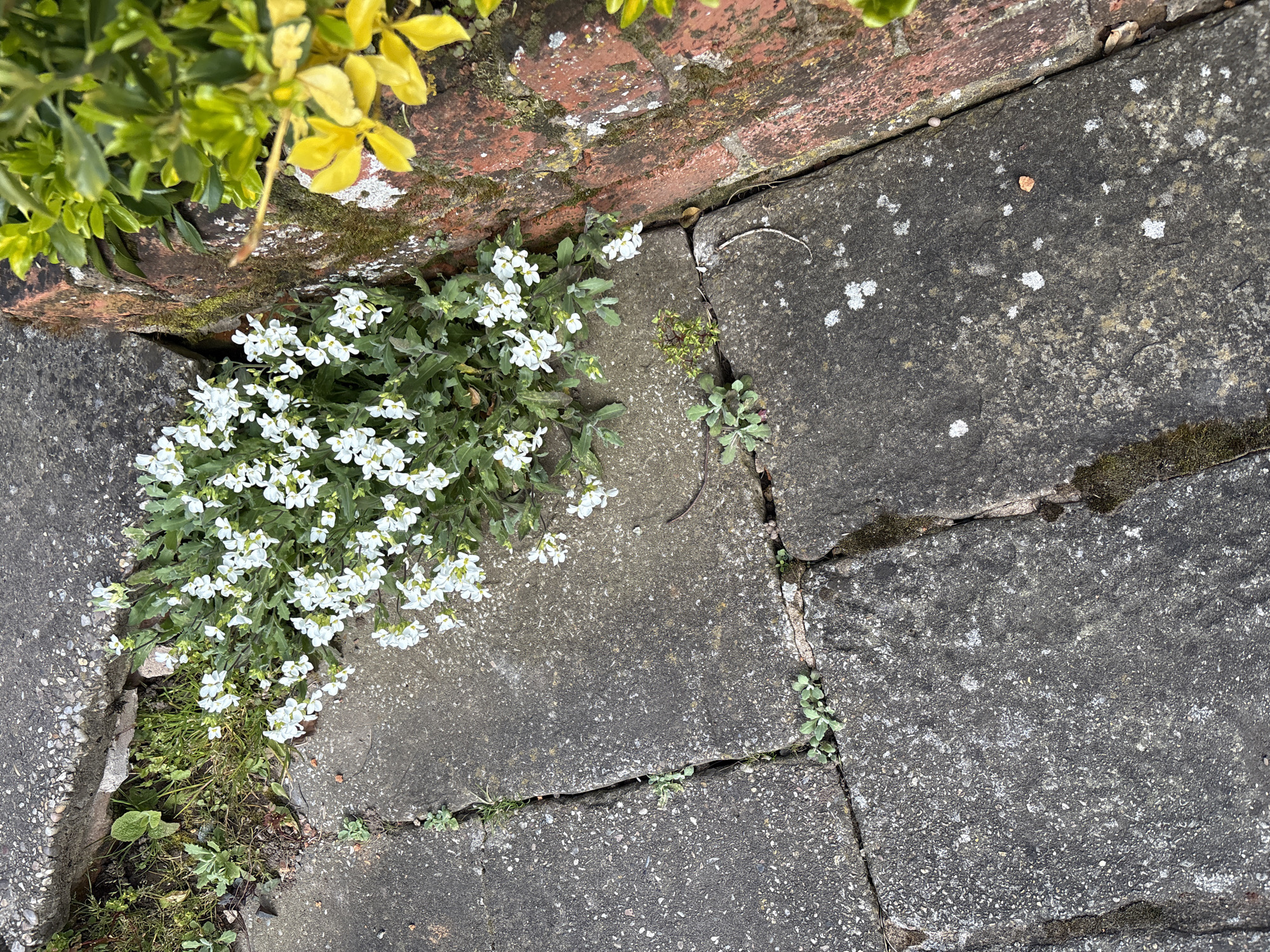 The image depicts a section of a paved area, likely a sidewalk or patio, in Pulverbatch, United Kingdom. The paving stones are gray and weathered, with cracks and patches of moss. In the upper left corner, there's a brick structure, likely a low wall or the edge of a building, covered with moss and adjacent to a bush with yellow and green leaves. A cluster of small white flowers grows from between the paving stones and the brick structure, with some smaller plants also growing in the cracks between the stones. The lighting is overcast, casting shadows on the textured surfaces. There are no people visible in the image.