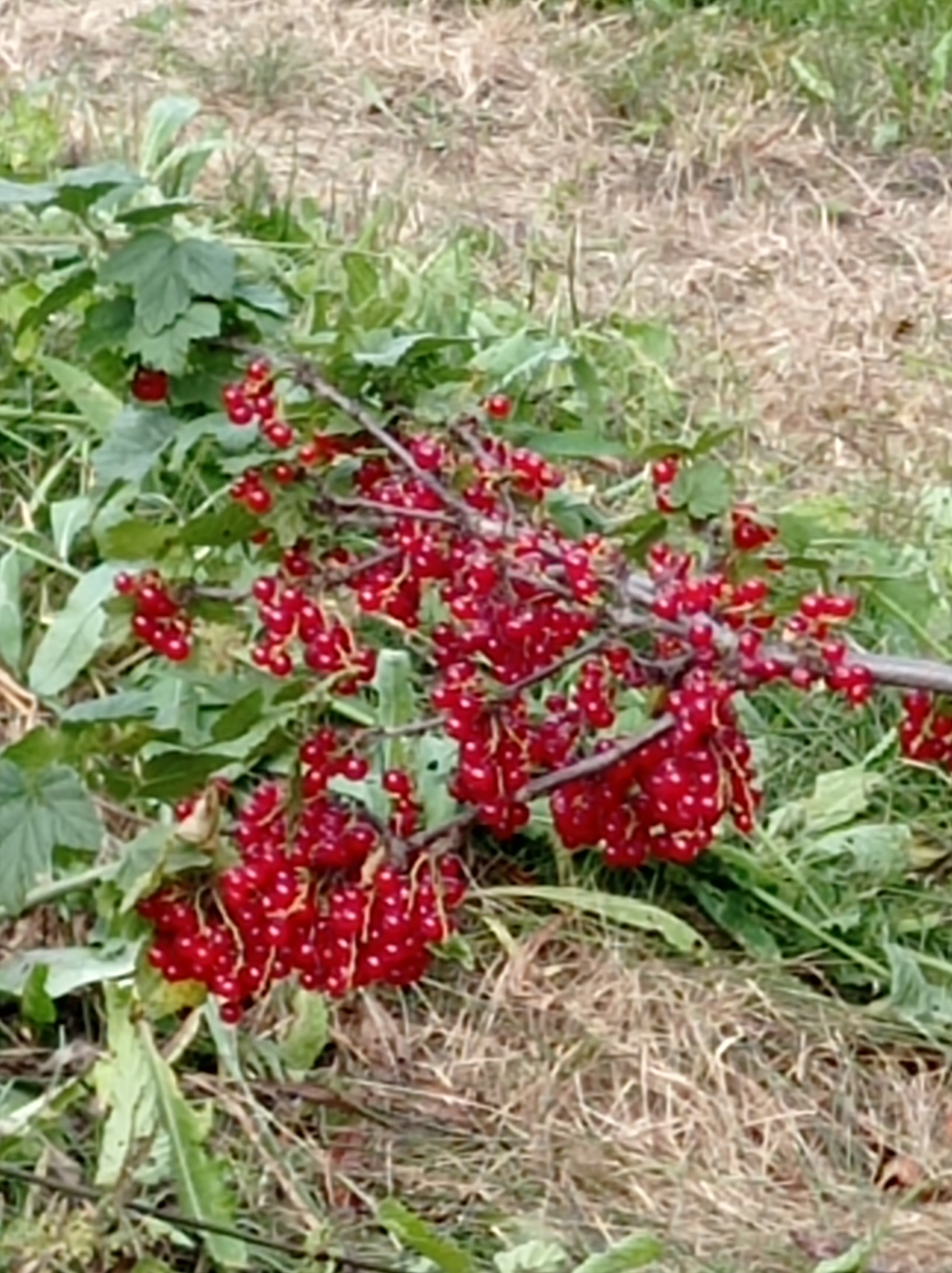 A close-up shot captures a branch laden with ripe red currants, with green leaves and stems visible. The currants are small and round, clustered together on thin stems. The background is blurred, showing dry grass and green foliage, suggesting an outdoor environment. The scene is devoid of human presence, and no specific landmarks of Degtyarsk, Russia, are identifiable.