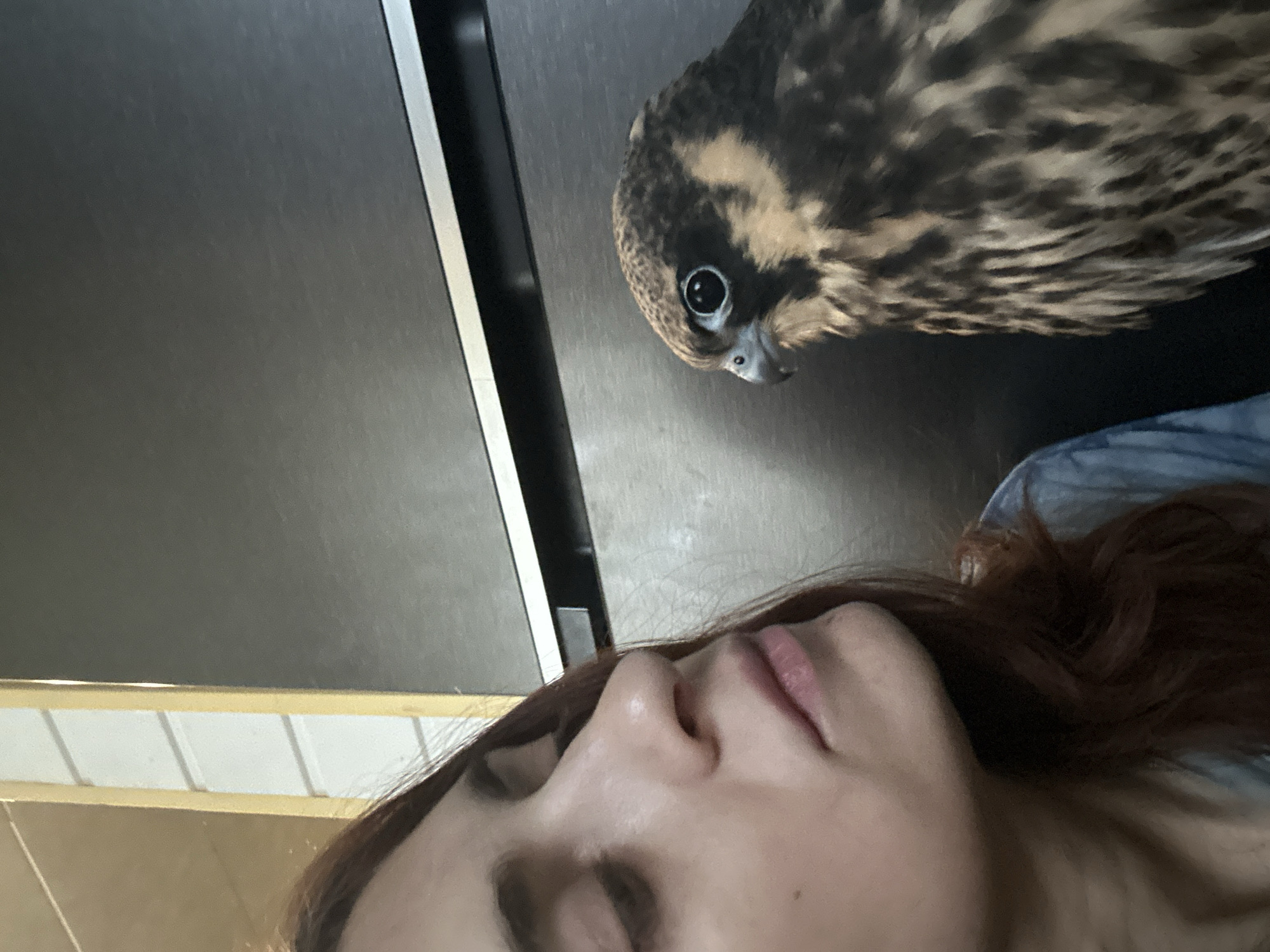 In a close-up, horizontal shot, a young woman with auburn hair is positioned on the left side of the frame, looking down and to her right. Her left eye is partially closed, and her mouth is slightly open. To her right, a juvenile falcon is looking towards the woman with its head tilted slightly. The falcon has dark brown and tan plumage and large, dark eyes. The background consists of a dark, reflective surface, possibly a refrigerator, with a yellow and white striped vertical element to the far left, suggesting an indoor setting. The overall lighting suggests an ambient indoor environment. The image does not contain any identifiable landmarks or contextual clues that would place it specifically within the city of Togliatti, Russia.
