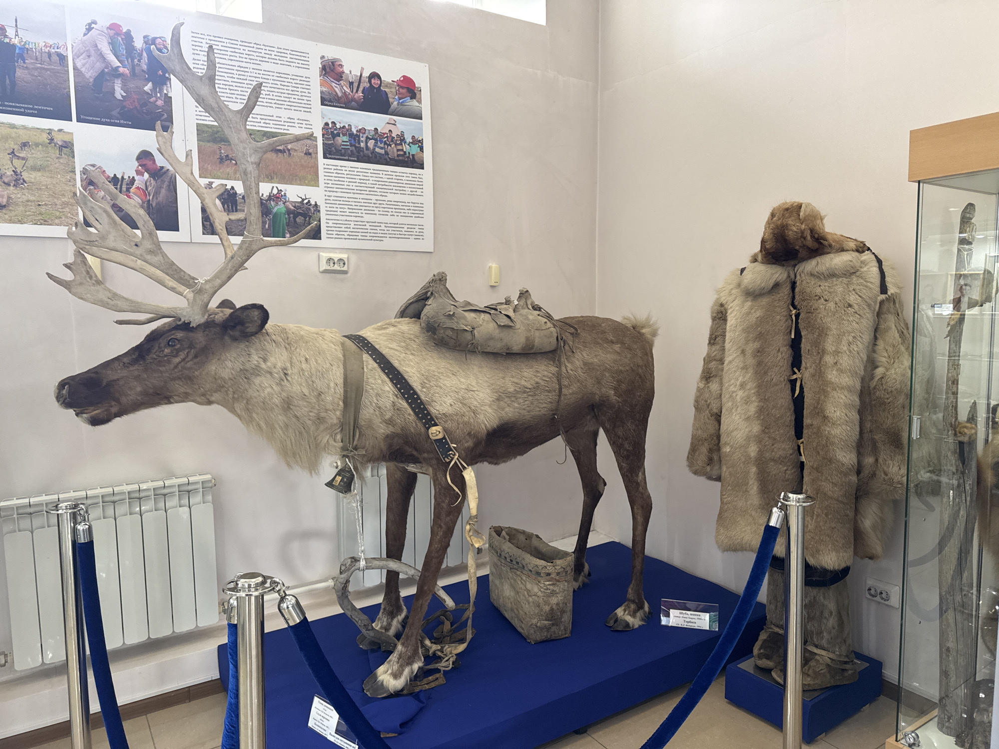 The image depicts an exhibit within the Poronaysk Local Lore Museum in Poronaysk, Russia. The central display features a taxidermied reindeer with an impressive rack of antlers, adorned with a saddle and leather straps, and a bell around its neck. In the background, a wall displays historical photographs and text panels related to indigenous culture. To the right of the reindeer, a traditional fur coat and trousers, likely made from reindeer or animal hide, are displayed on a mannequin or stand. A glass display case is partially visible on the far right, containing what appears to be artifacts. The exhibit is cordoned off with blue velvet ropes and stanchions. The overall environment is well-lit, suggesting an indoor museum setting.