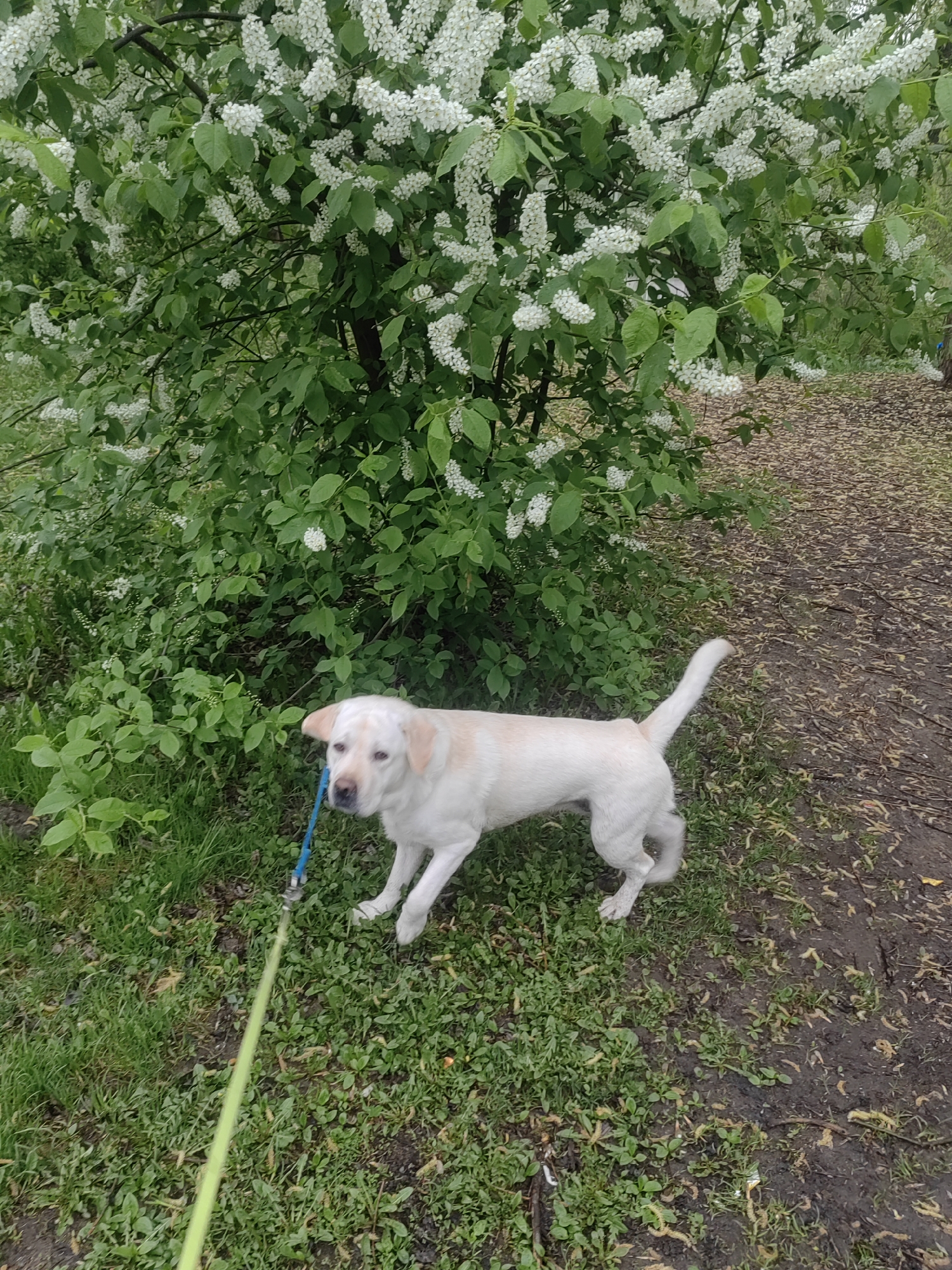 The image shows a light-colored Labrador dog on a leash in a grassy area next to a flowering tree or shrub with white blooms. The ground is a mix of grass and dirt. A path covered in leaves or debris is visible to the right of the dog. The dog appears to be pulling slightly on its blue leash. The environment is a park, possibly in Mytishchi, Russia, given the prompt's context. No people are visible.