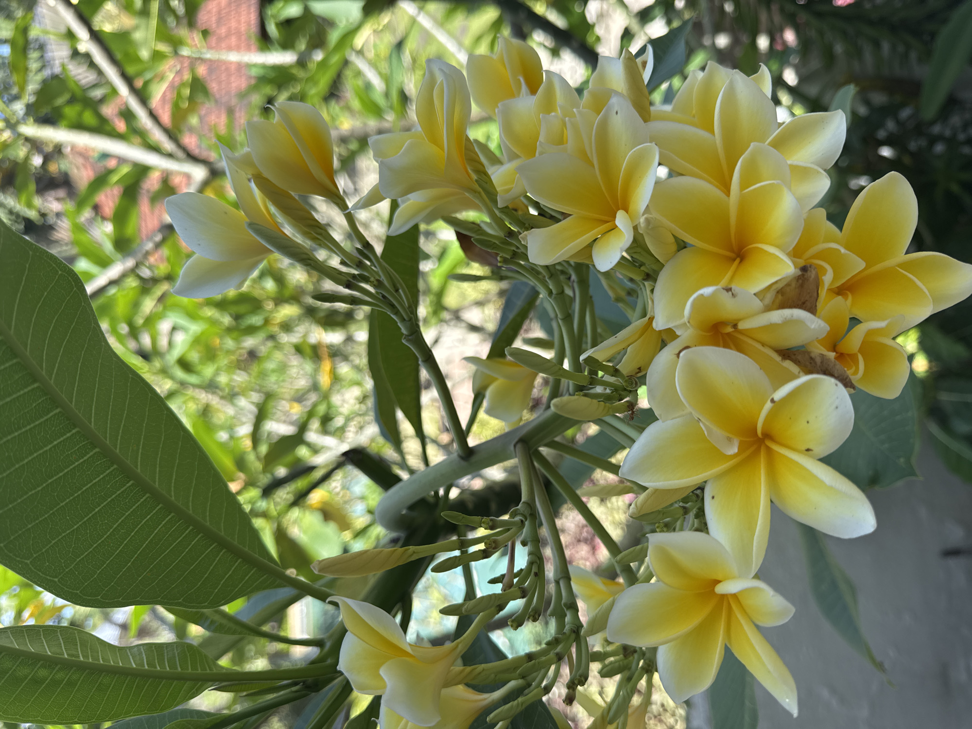 A close-up shot depicts a cluster of yellow and white plumeria flowers. The flowers are the primary subject, with several blooms in full bloom and others still in bud. The flowers are growing on a branch. A large leaf is visible. The location is Unknown, Unknown.