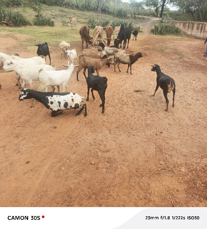 This image depicts an outdoor scene in Kasunguni, Kenya, featuring a gathering of livestock on dry, reddish-brown earth under natural daylight.
In the foreground and midground, a mixed group of approximately 15-20 goats is present. Colors include white, black, brown, and black and white spotted. One black and white spotted goat is in a lowered or kneeling position on the left. A black goat stands centrally, facing right, while another dark-coated goat stands facing left on the right side of the foreground. In the midground, a group of 5-7 cattle, primarily brown and black, some with horns, are congregated around a wooden trough or feeder.
The ground consists of compacted, reddish-brown soil with scattered small stones and sparse dry vegetation. In the background, a gentle slope ascends, covered with green bushes, agave-like plants, and scattered trees. A light-colored donkey stands on this vegetated slope in the upper left. A dirt path or track is visible ascending towards the upper right. Along the right side of the midground, a concrete or stone wall runs horizontally. A partial human figure, clothed in patterned fabric (red, black, white), is visible at the far right edge of the image, adjacent to the wall. The sky appears overcast or hazy.