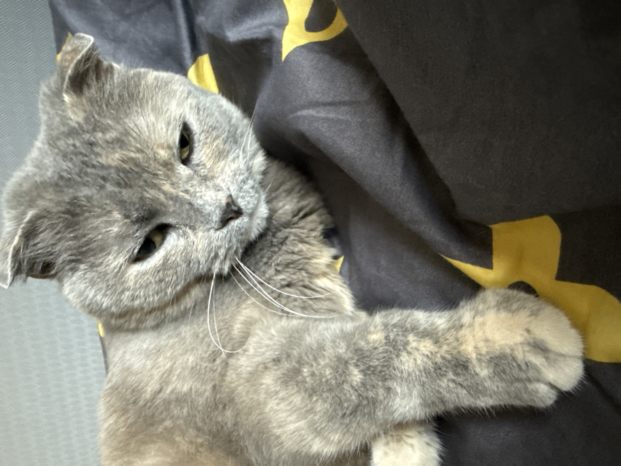 A close-up, eye-level shot shows a gray Scottish Fold cat lying on a dark gray comforter with a yellow pattern. The cat's head is tilted slightly to the right, and its eyes are partially closed, giving it a sleepy or content expression. Its ears are folded down, characteristic of the breed. The cat's fur is a mixture of gray and lighter patches, with some faint tabby markings. Its right paw is visible resting on the comforter. The background is a light gray textured surface, possibly a wall or a different part of the bedding. There are no people or other animals visible in the image. The location in the city of Mamony, Russia, cannot be determined from the visual information provided in the image.