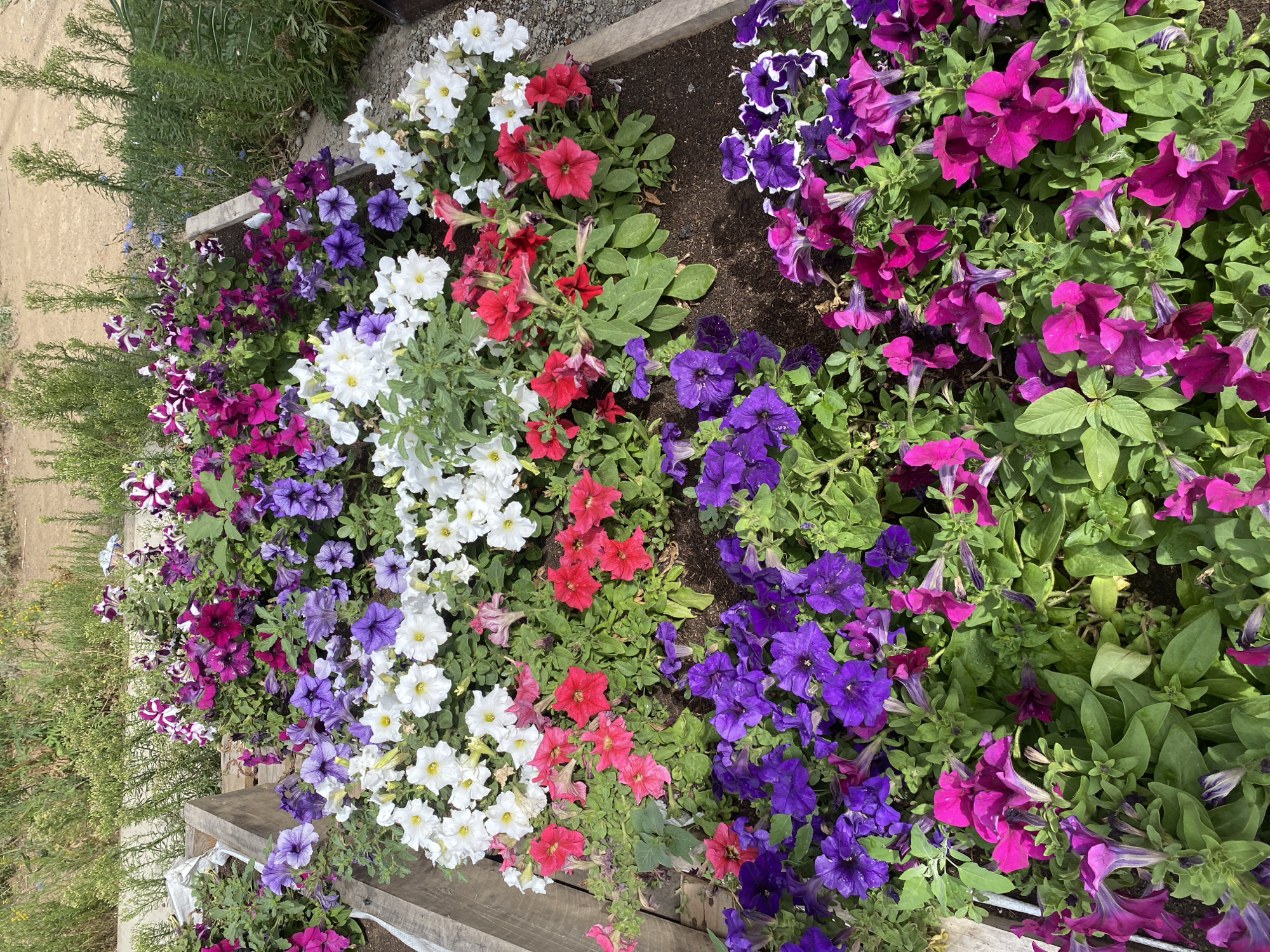 A high-angle, medium shot captures a vibrant, colorful flower bed overflowing with petunias in various shades of purple, pink, white, and red. The flowers are densely packed, creating a textured carpet of blooms with lush green foliage. The flower bed is set within wooden planters, one of which is visible on the left side of the frame. The background consists of dry, sandy soil and sparse green vegetation, suggesting an outdoor environment. The scene appears to be a garden or a horticultural display. The specific location in the city of Oral, Kazakhstan, cannot be determined from the visual information provided in the image.