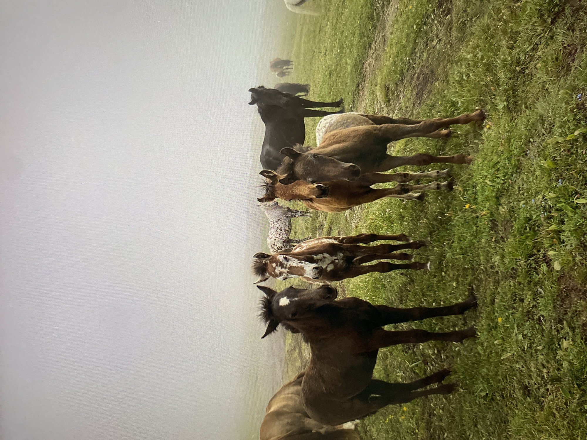 In this vertically oriented, outdoor photograph taken in Khimki, Russia, a group of horses are gathered in a misty, grassy field. The dominant subjects are several horses of varying ages, including adult horses and foals. One dark-colored horse in the foreground stands with its mouth open, possibly in a neigh or yawn. Behind it, a group of brown and spotted foals huddle together. Further in the background, more horses are visible, some appearing as dark silhouettes against the foggy sky.
The setting is a rural landscape characterized by lush green grass and patches of mud, suggesting recent rainfall or damp conditions. The atmosphere is hazy and subdued due to heavy fog, which obscures the distant background and creates a soft, diffused light, indicating it is likely early morning or late evening. The overall mood is peaceful and natural, highlighting the animals in their environment. There is no visible text in the image.