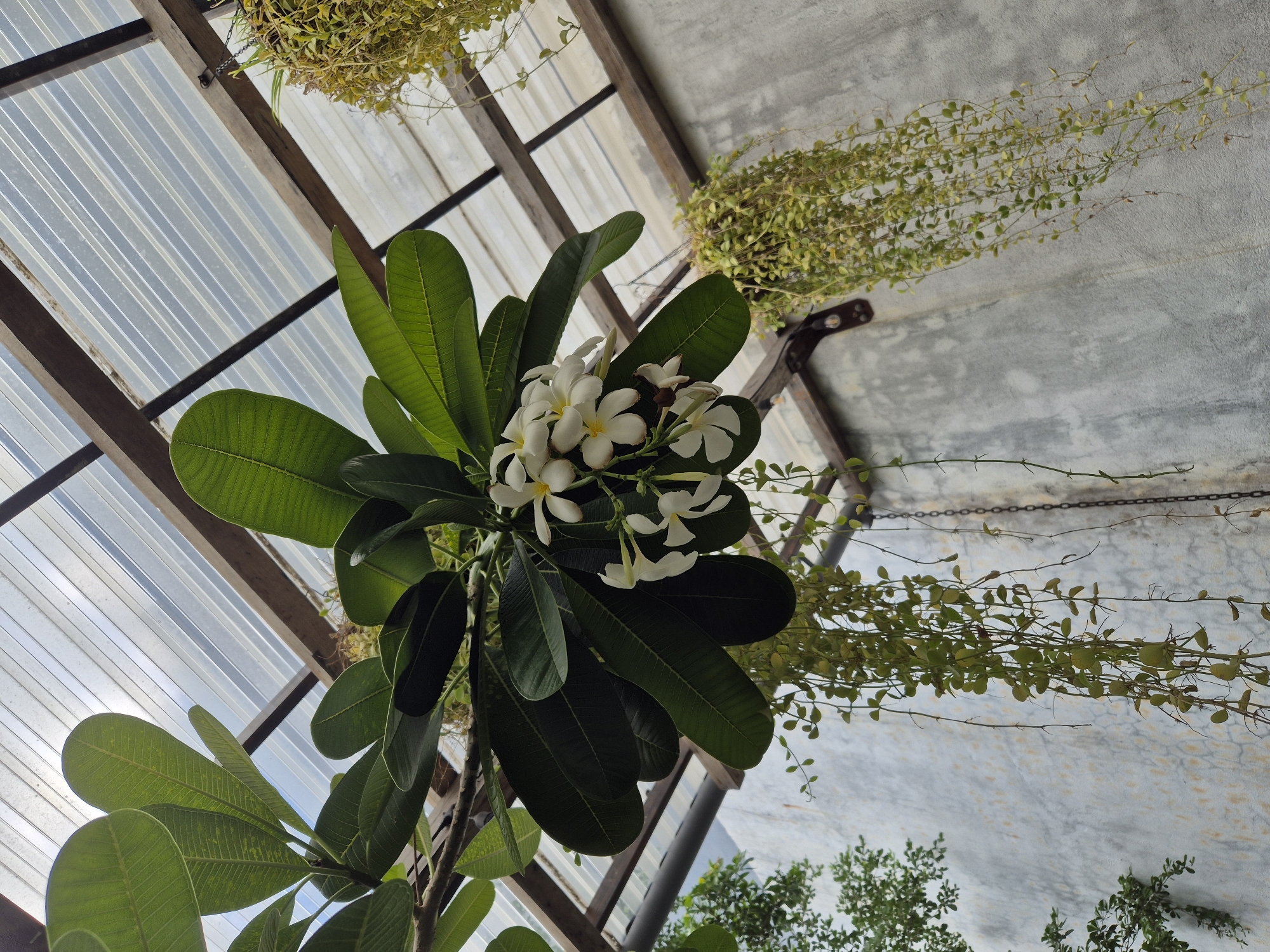 The image shows a cluster of white frangipani flowers with large green leaves hanging from a wooden structure under a corrugated plastic roof. Several hanging plants with small green leaves cascade down in the foreground and middle ground. The background features a concrete wall with a textured, possibly weathered, surface. The scene is likely outdoors, possibly in a garden or patio area in Đà Nẵng, Vietnam. No people or animals are visible in the image. The lighting suggests it is daytime, with diffused light coming from above through the translucent roof. The overall impression is one of lush greenery and floral beauty within a somewhat rustic setting.