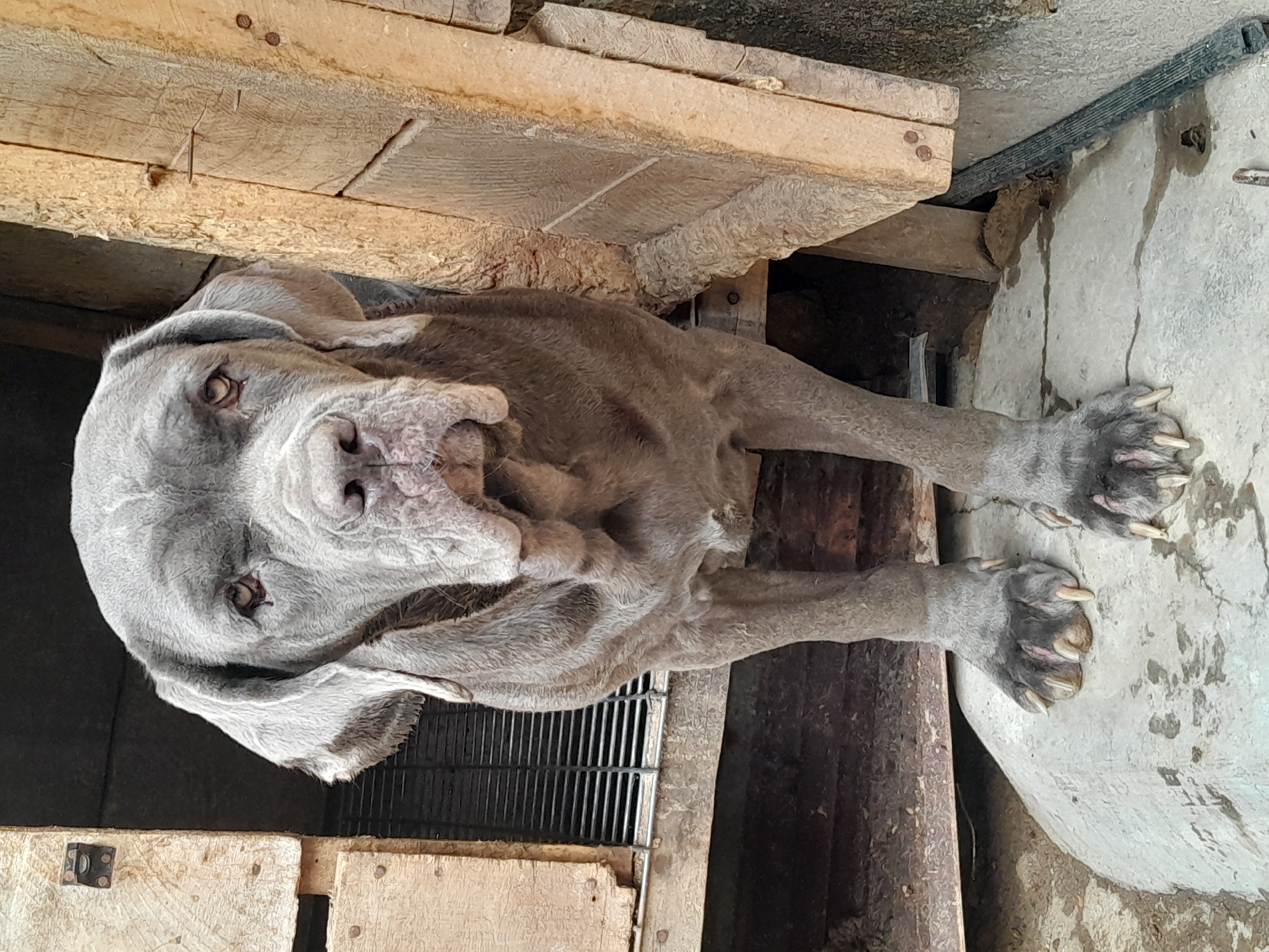 A Neapolitan Mastiff lies on a dirty, cracked concrete surface next to a wooden structure and metal grate. The dog is gray and has wrinkles on its face. The image does not contain any information that it was taken in the city of Jos, Nigeria.