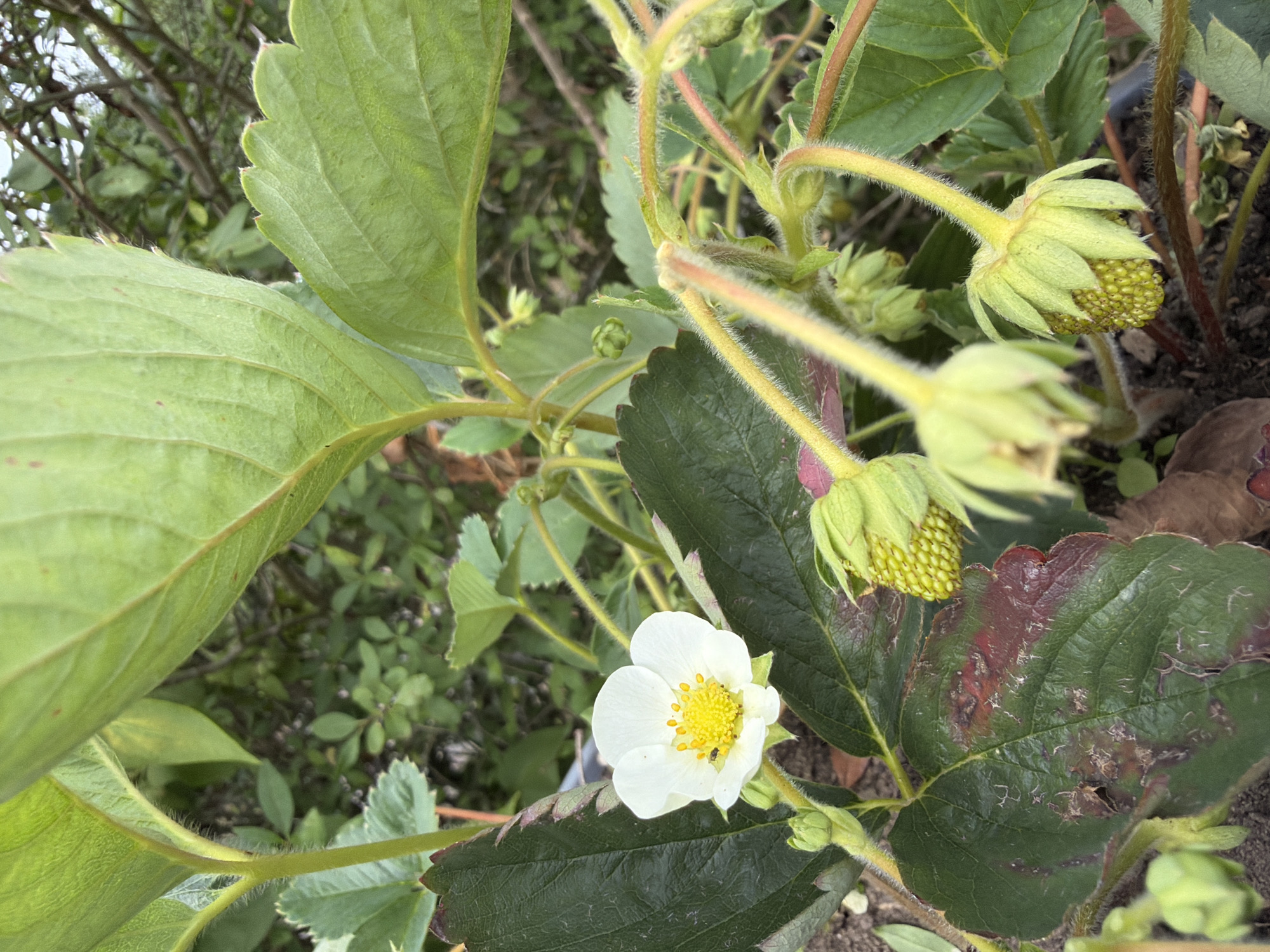 This is a close-up, eye-level, natural light photograph of a strawberry plant. The plant features a single white strawberry flower with a bright yellow center, surrounded by large, dark green leaves. Several developing green strawberries are visible, some partially covered by light green sepals. The plant is set against a blurred background of other greenery and branches, suggesting an outdoor garden setting. The soil is visible at the bottom of the frame. There are no people or animals present in the image. The photograph is of a strawberry plant, likely in a garden. There is no information in the image to indicate its location in Bayreuth, Germany.