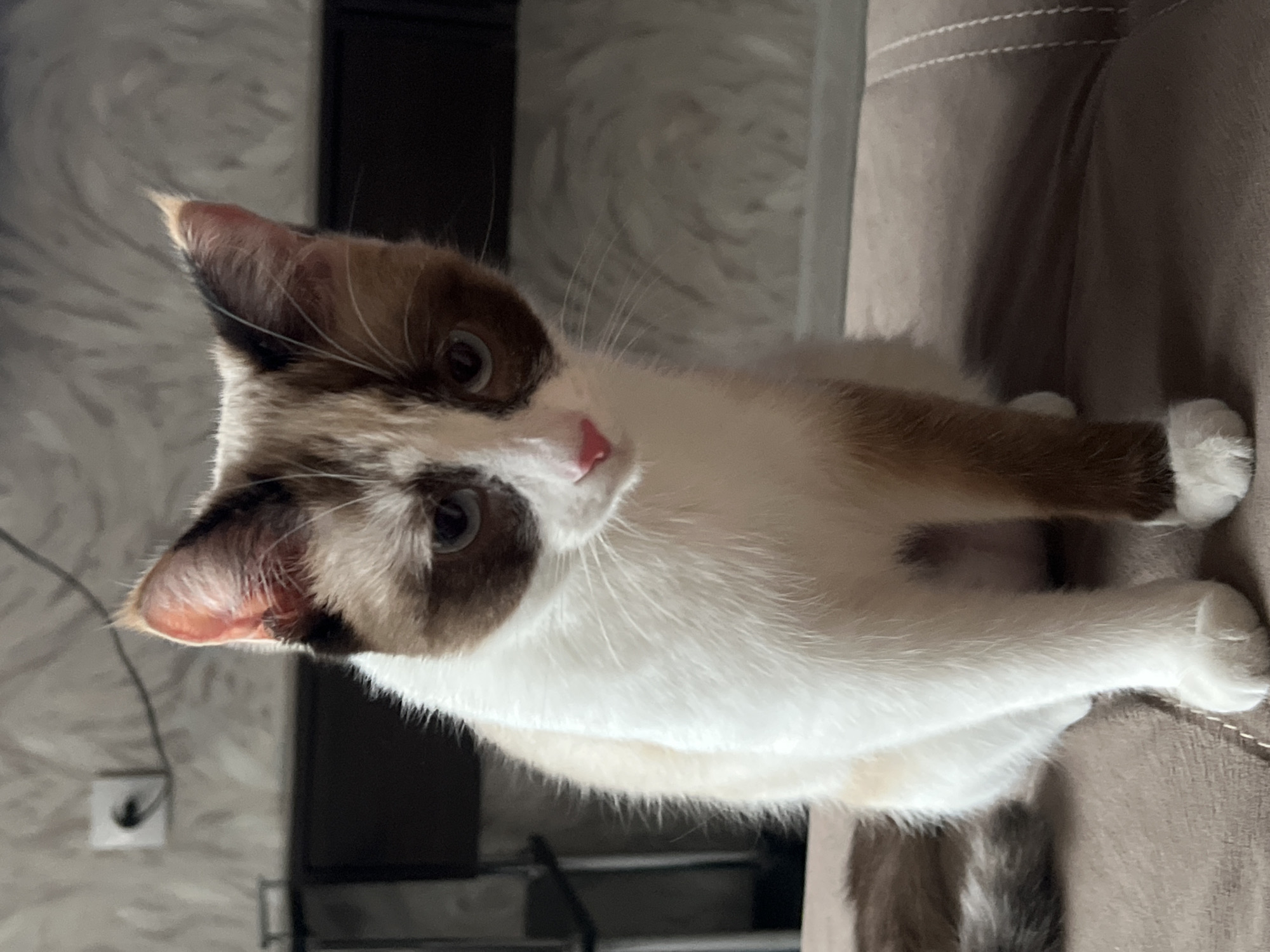 A domestic cat, exhibiting a white body with distinctive brown and cream "mask" facial markings, brown ears, and a patterned brown/grey tail, is observed sitting upright and facing forward. Its eyes are a light blue-grey, and its nose is pink. The animal is positioned on a brown, upholstered surface, possibly a sofa or bed, which features faint stitched patterns. In the background, a light-colored wall with a subtle textured pattern is visible. An electrical outlet with a dark cable plugged in is mounted on the wall to the upper left of the cat. A dark piece of furniture is partially visible behind the cat on the left side of the frame. The scene is illuminated by an unspecified indoor light source. This event occurred in Votkinsk, Russia.