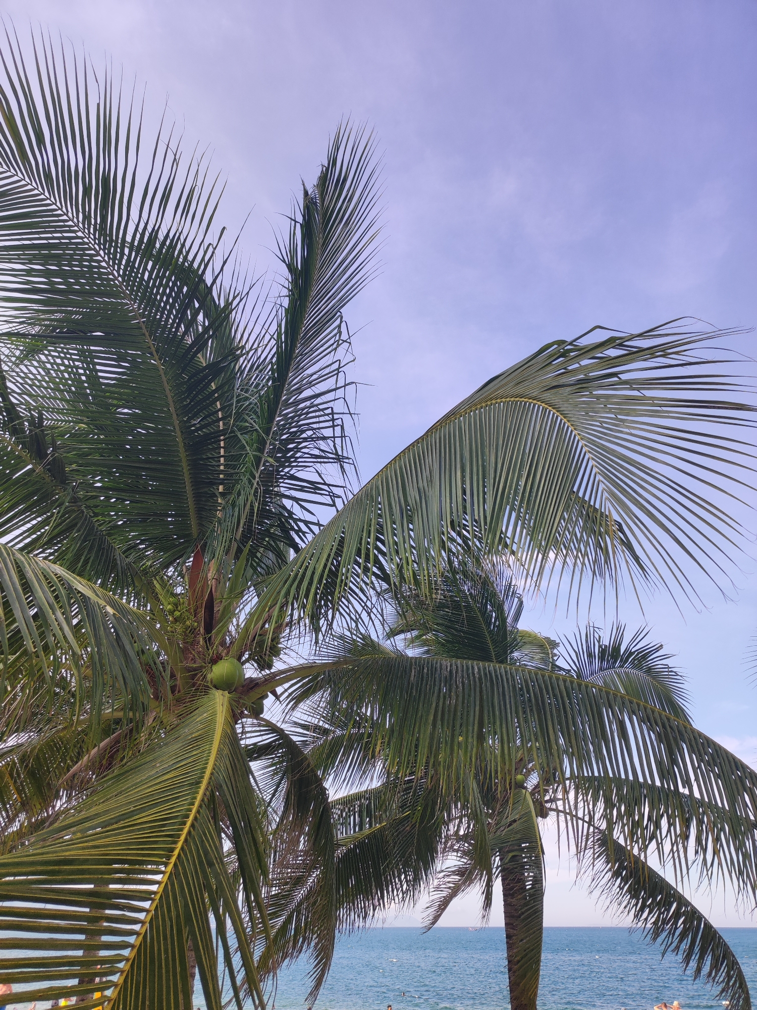The image captures a close-up view of palm trees with their fronds reaching towards a pale blue sky, which is slightly overcast. In the foreground, a cluster of green coconuts is visible on one of the palm trees. Beneath the palm trees, the blue ocean stretches towards the horizon, and a sliver of a beach with a few distant figures can be observed. The scene appears to be a coastal area, consistent with a location in Nha Trang Ward, Vietnam, known for its beaches and palm-lined shores. The focus is on the tropical foliage and the ocean, creating a serene, seaside atmosphere.