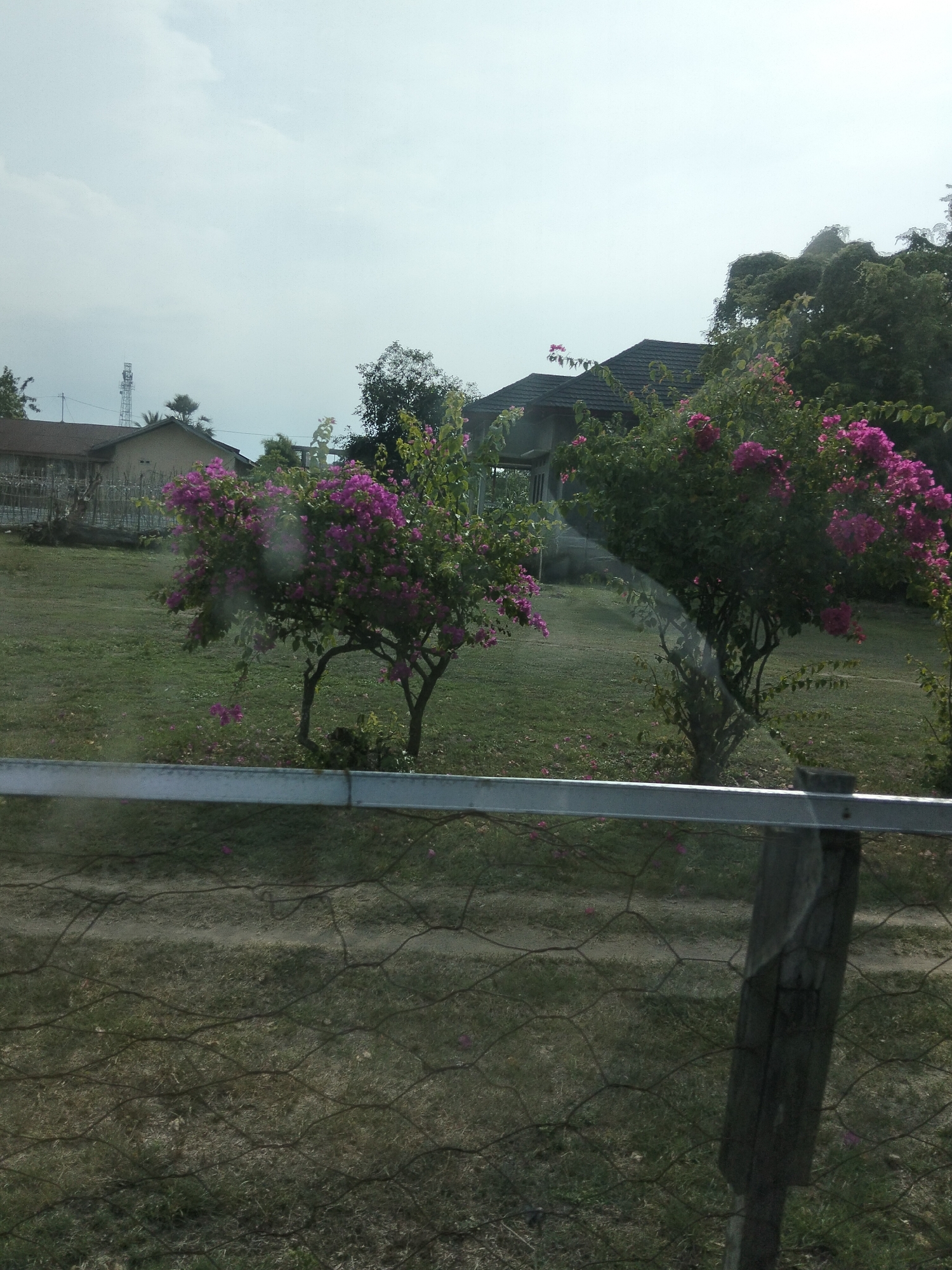 The image depicts a serene outdoor scene in the city of Cotseurani, Indonesia. In the foreground, a wire fence with a metal rail runs horizontally across the frame, partially obscuring a patch of dry grass. Behind the fence, a well-maintained lawn stretches towards a cluster of flowering bushes with vibrant pink blossoms. These bushes are the focal point of the middle ground, with their branches reaching upwards and outwards, creating a lush canopy. In the background, a light-colored building with a dark roof is visible, suggesting a residential or institutional setting. To the left of the building, a telecommunications tower stands tall against the overcast sky. The overall ambiance is peaceful and natural, with a hint of urban infrastructure in the distance. There are no people or animals visible in the image, and no discernable actions or interactions are taking place. The environment appears to be a typical day in Cotseurani, characterized by greenery and a subdued sky.