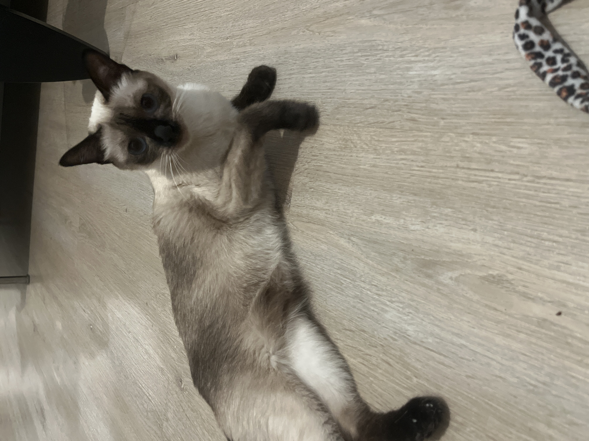 In Bourg-la-Reine, France, a Siamese cat with distinctive dark brown markings on its ears, face, and paws lies on a light-colored wooden floor. The cat's fur is a pale cream color, with darker points on its extremities. Its eyes are a striking blue. The floorboards exhibit a light wood grain pattern, and the lighting suggests an indoor environment. A portion of a dark piece of furniture is visible in the upper right corner of the image, and a blurred object with a leopard-print pattern is present in the lower right corner. The cat appears relaxed, with its body stretched out and one paw extended.