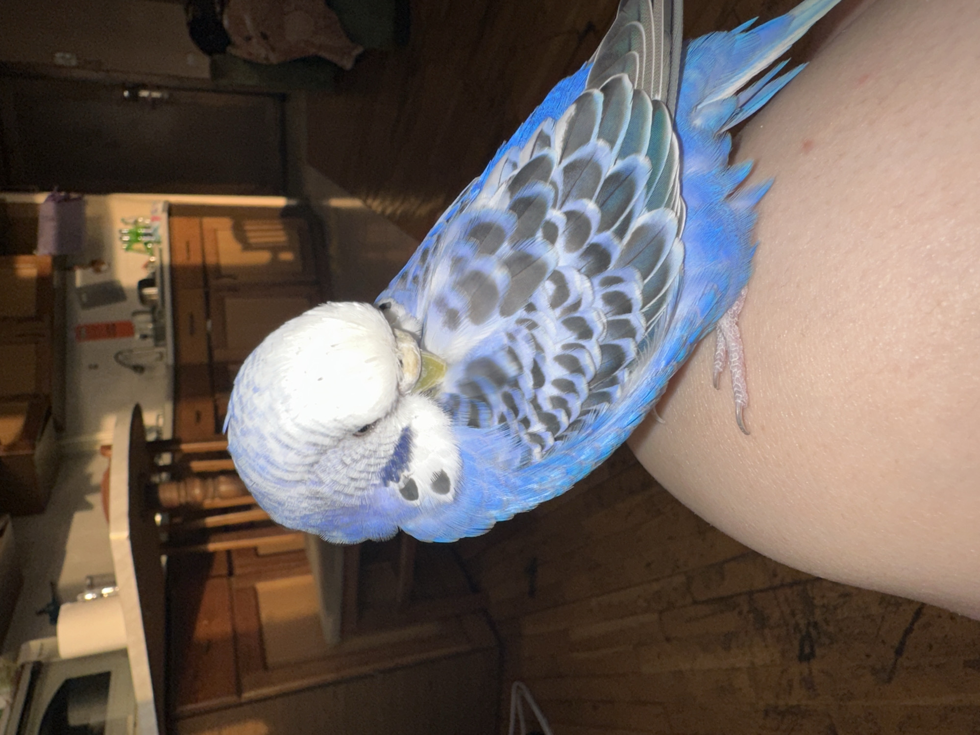 A blue and white parakeet is perched on a person's leg, facing to the left and preening its feathers. The parakeet has intricate black and gray barring on its wings and back, with a white head and blue chest. Its feet are visible gripping the skin of the leg. The background is a domestic interior scene, with wooden floors, kitchen cabinets, and a doorway. Sunlight streams in from the left, casting long shadows. The overall setting suggests a home environment.