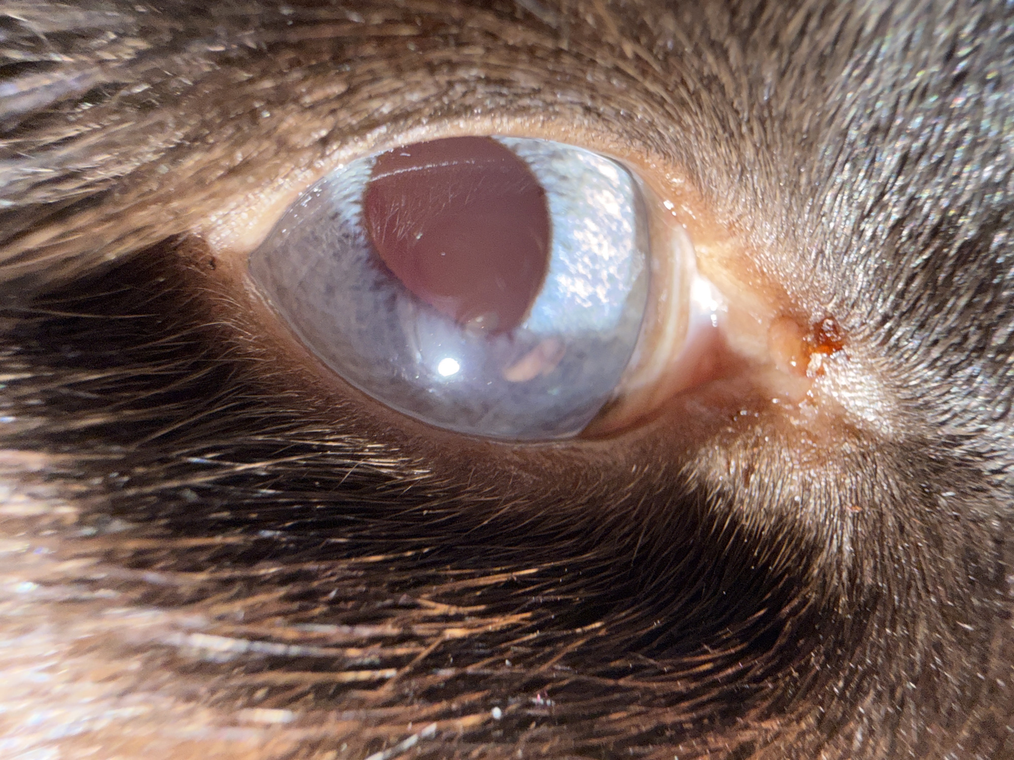 This is a close-up, macro photograph of a mammal's eye, likely a pet due to the context of typical macro photography subjects. The eye itself is prominent, with a hazy, somewhat opaque cornea that gives it a milky or cloudy appearance. The iris is a dark reddish-brown color, and the pupil is a deep shadow within it. There is a noticeable reflection on the surface of the cornea, indicating a light source.
Surrounding the eye are dark brown to black hairs, densely packed and appearing somewhat wet or glossy, suggesting a recent bath or being in a humid environment. The skin around the eye is visible and appears to have some redness and possibly a small, scabby lesion near the inner corner of the eye.
The lighting appears to be bright, possibly natural sunlight, judging by the strong reflections on the eye and the highlights on the hairs. The image is sharp and detailed, focusing intently on the texture of the fur and the surface of the eye. The overall impression is one of a medical or veterinary close-up, perhaps taken to document a condition of the eye. There is no visible text in the image.