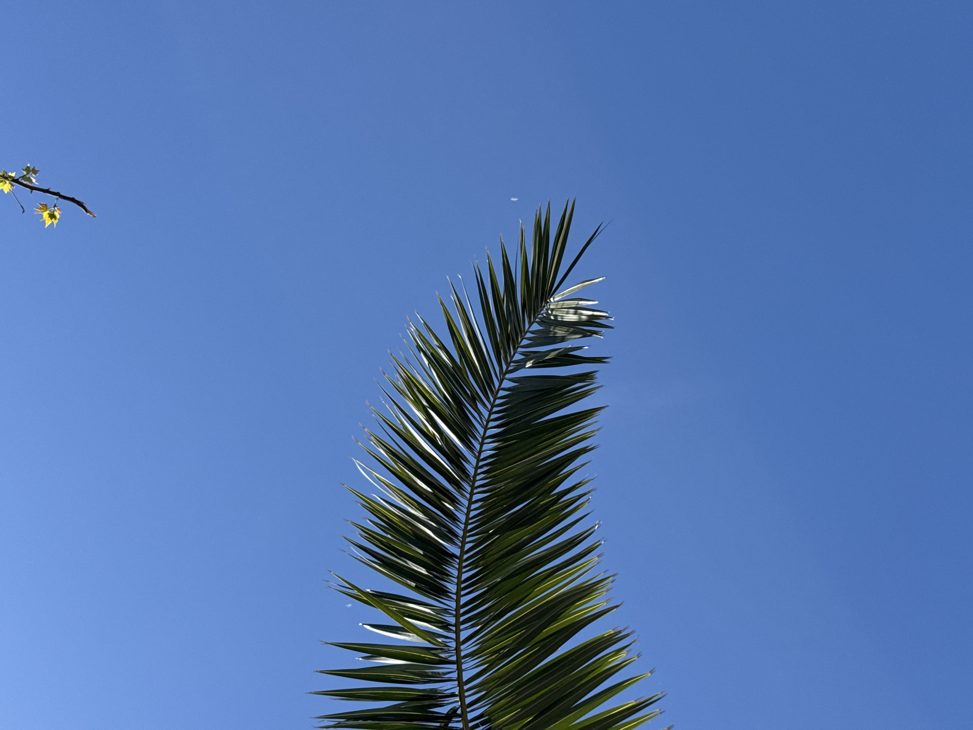 A daytime shot depicts a palm frond against a clear blue sky. A small branch with a few yellow leaves is visible in the upper left corner. The location is possibly Bar, Montenegro, based on the prompt context.