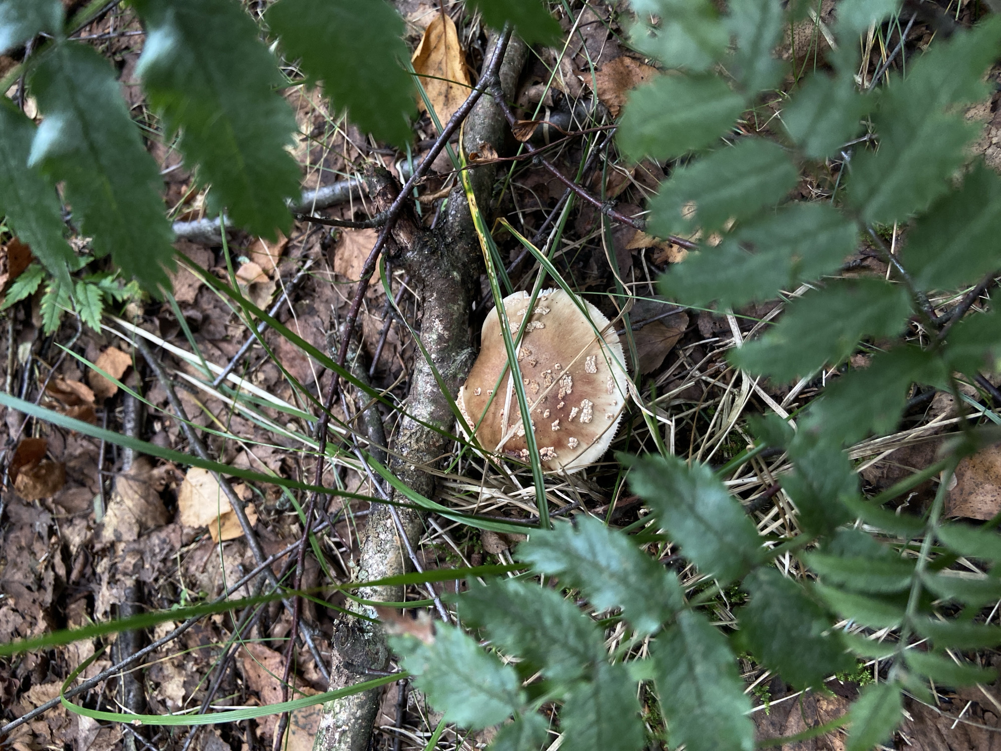 The image shows a close-up view of a single mushroom growing on the forest floor. The mushroom has a light brown cap with white spots and a white stem. It is surrounded by fallen leaves, twigs, and blades of grass. The foreground is partially obscured by out-of-focus green leaves. The scene appears to be in a natural, wooded environment. There is no indication of the city of Salyut, Russia, or any specific location within it.