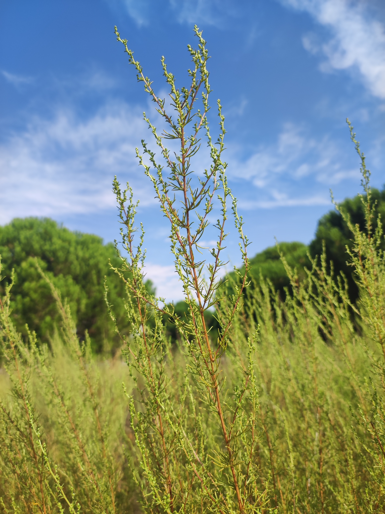 The image depicts a close-up view of a tall, thin, green plant with small buds or leaves, its stem a reddish-brown. The plant is positioned in the foreground, slightly off-center to the right. Behind it, a field of similar, shorter green plants stretches into the mid-ground, appearing blurred and creating a soft, hazy effect. In the background, a dense line of dark green trees forms a natural horizon. Above the trees, a bright blue sky is visible, sparsely dotted with wispy white clouds. The scene suggests an outdoor environment, likely a meadow or field, under a clear, sunny sky, consistent with a rural setting. Given the context of Traspinedo, Spain, this could be a natural landscape within or on the outskirts of the town. There are no people, animals, or man-made objects clearly discernible in the image. The overall impression is one of natural growth and open space.